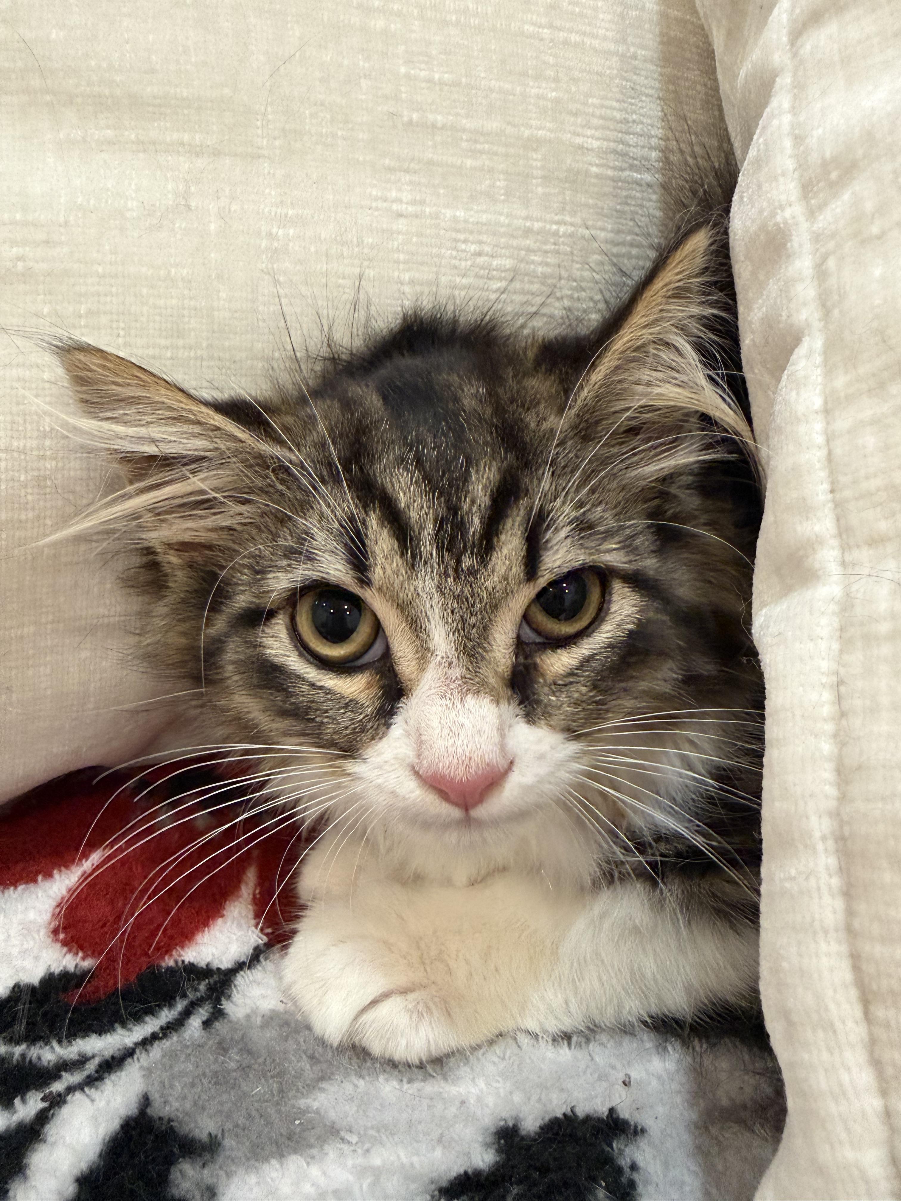 Diamond, Adoptable, Kitten Female Domestic Long Hair.