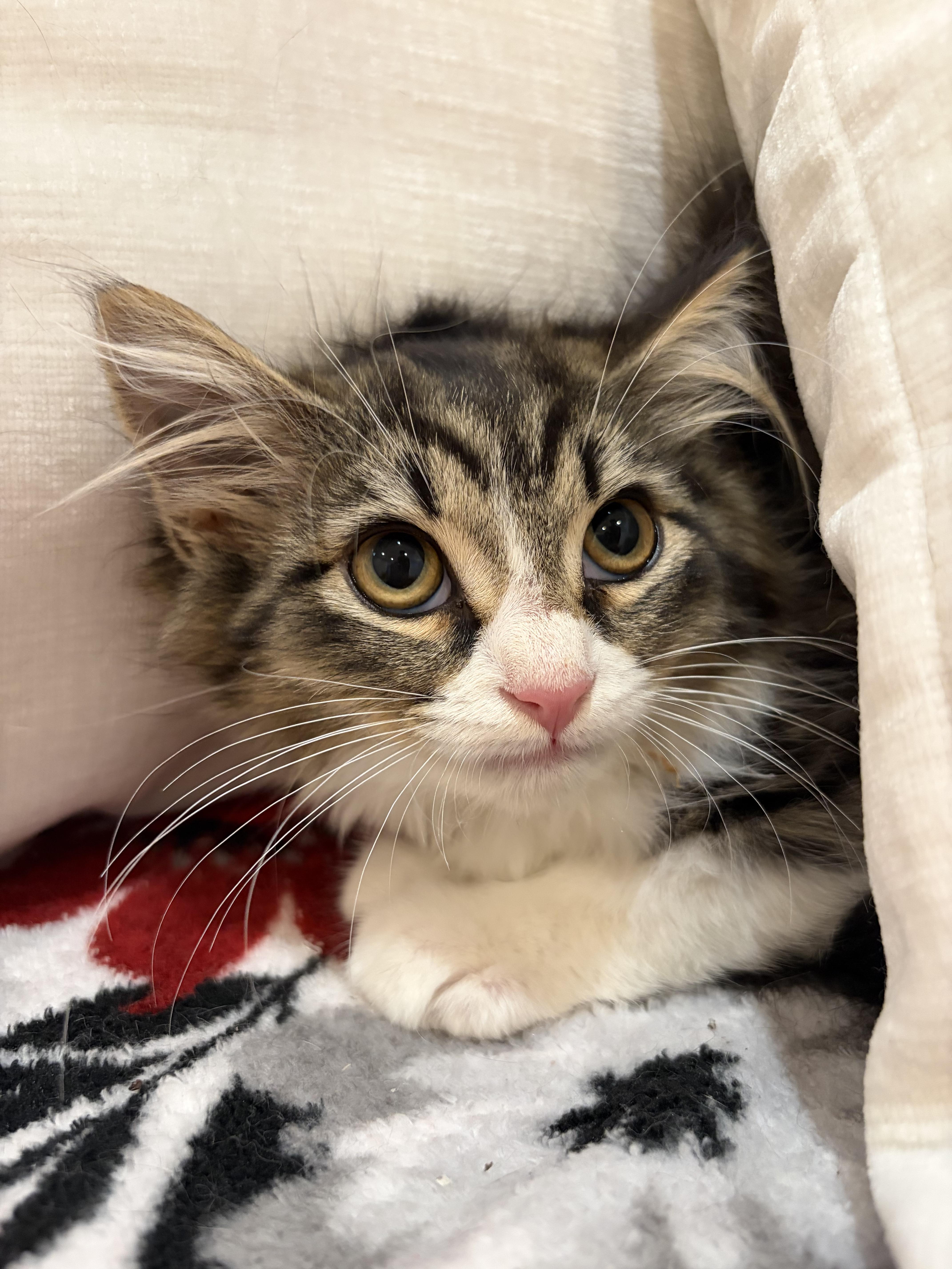 Enlarge Diamond, a Adoptable Domestic Long Hair in North Haledon, NJ image 2/6