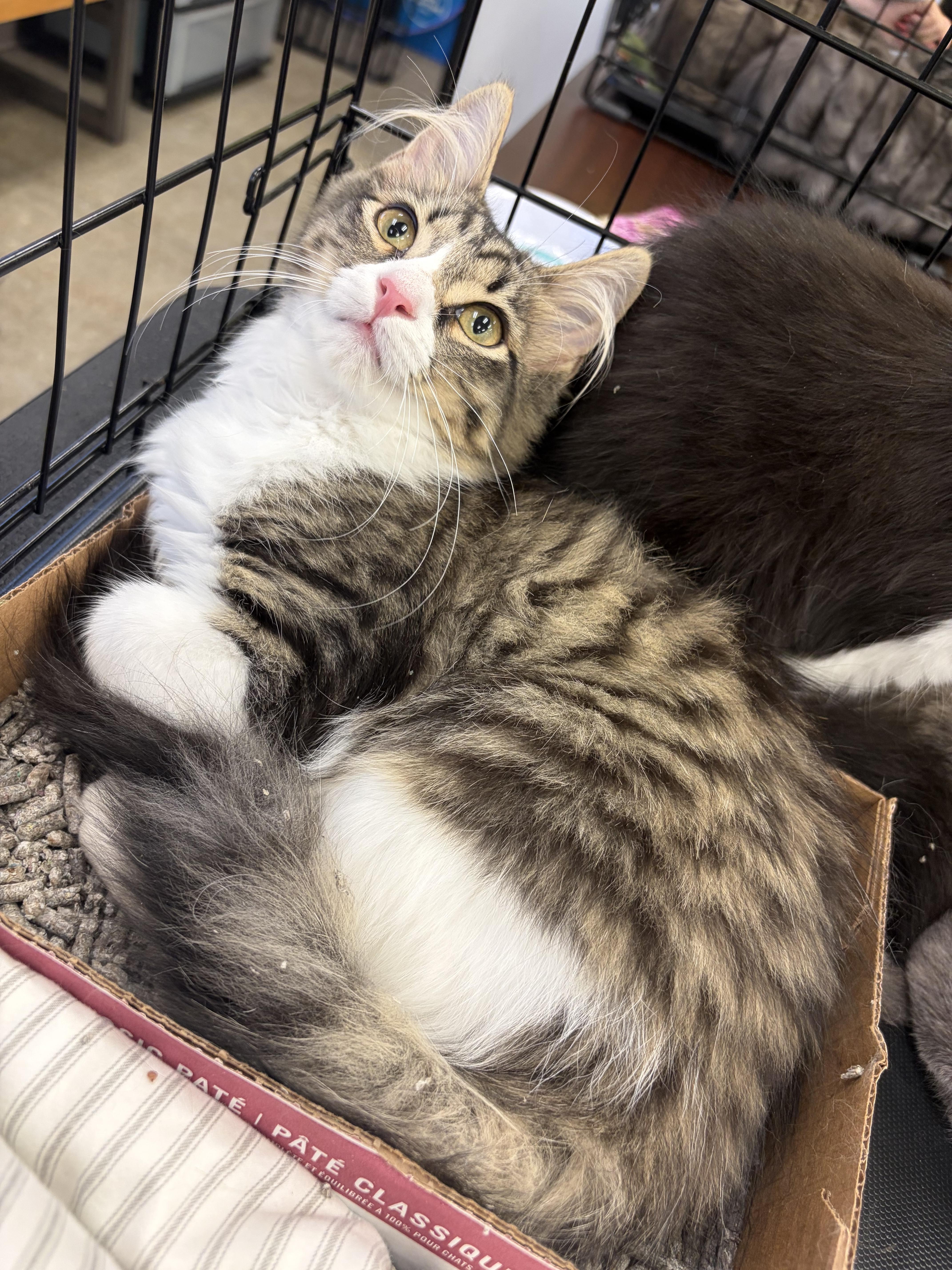 Enlarge Diamond, a Adoptable Domestic Long Hair in North Haledon, NJ image 3/6
