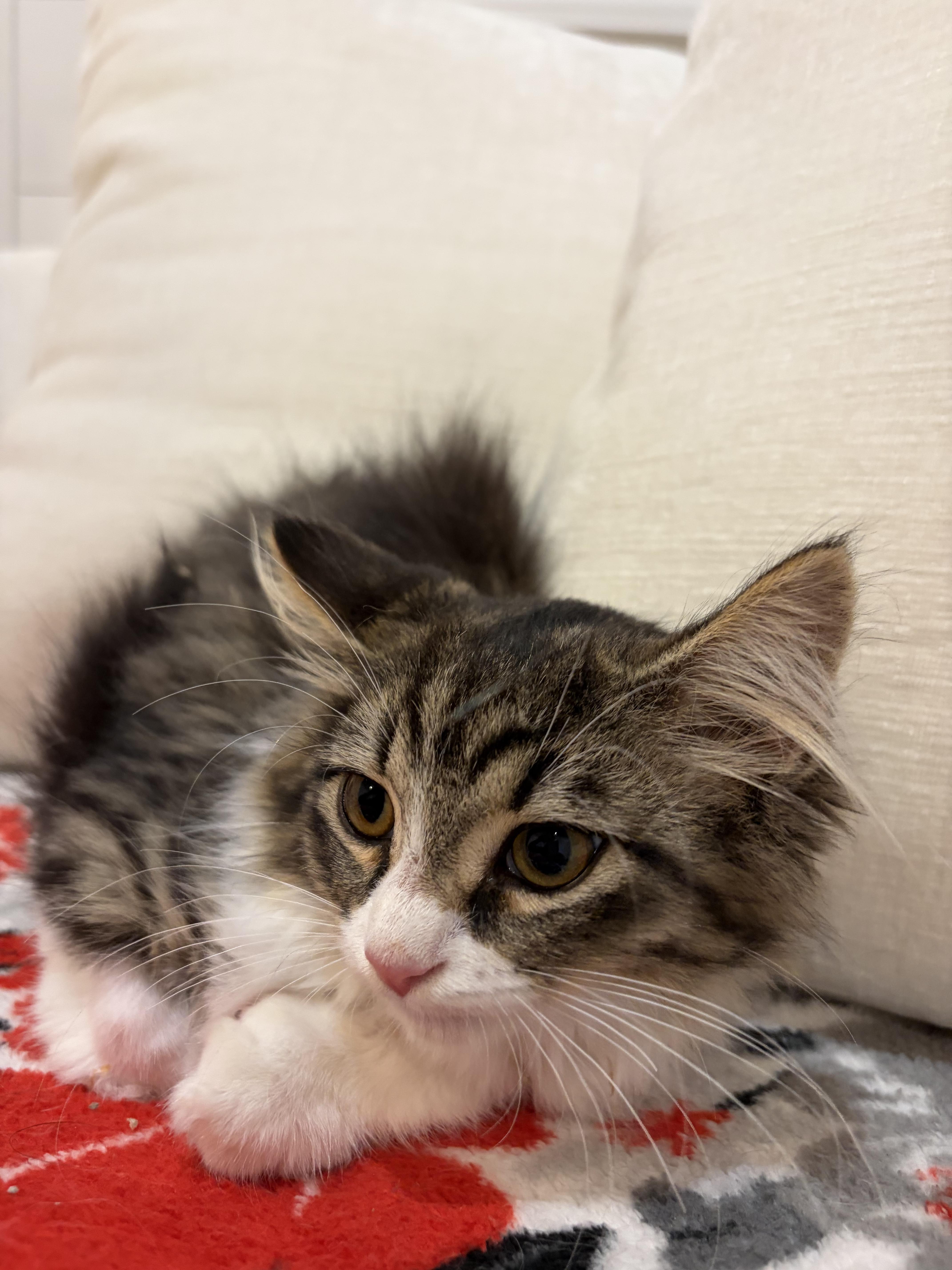 Enlarge Diamond, a Adoptable Domestic Long Hair in North Haledon, NJ image 4/6