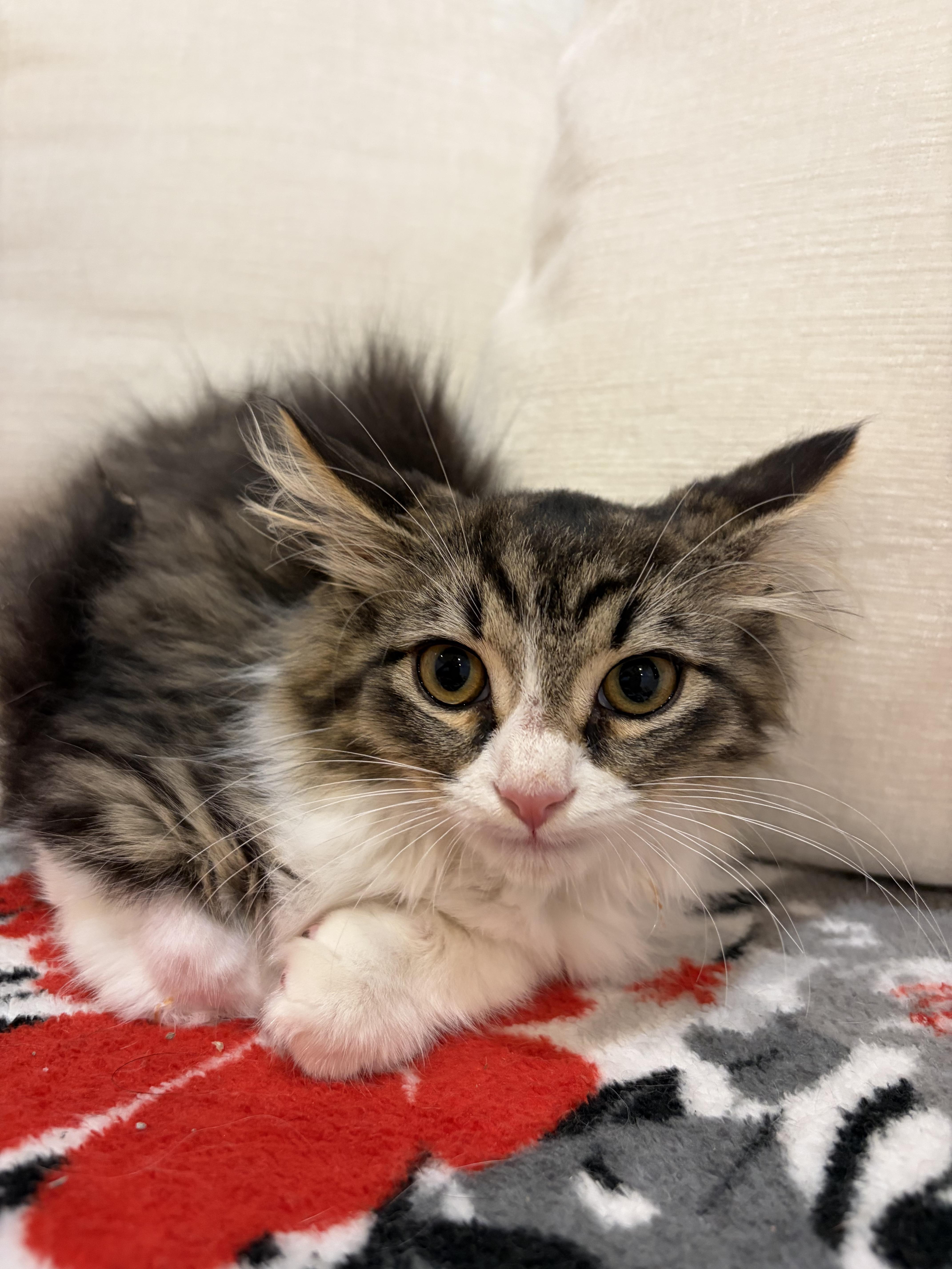 Enlarge Diamond, a Adoptable Domestic Long Hair in North Haledon, NJ image 5/6