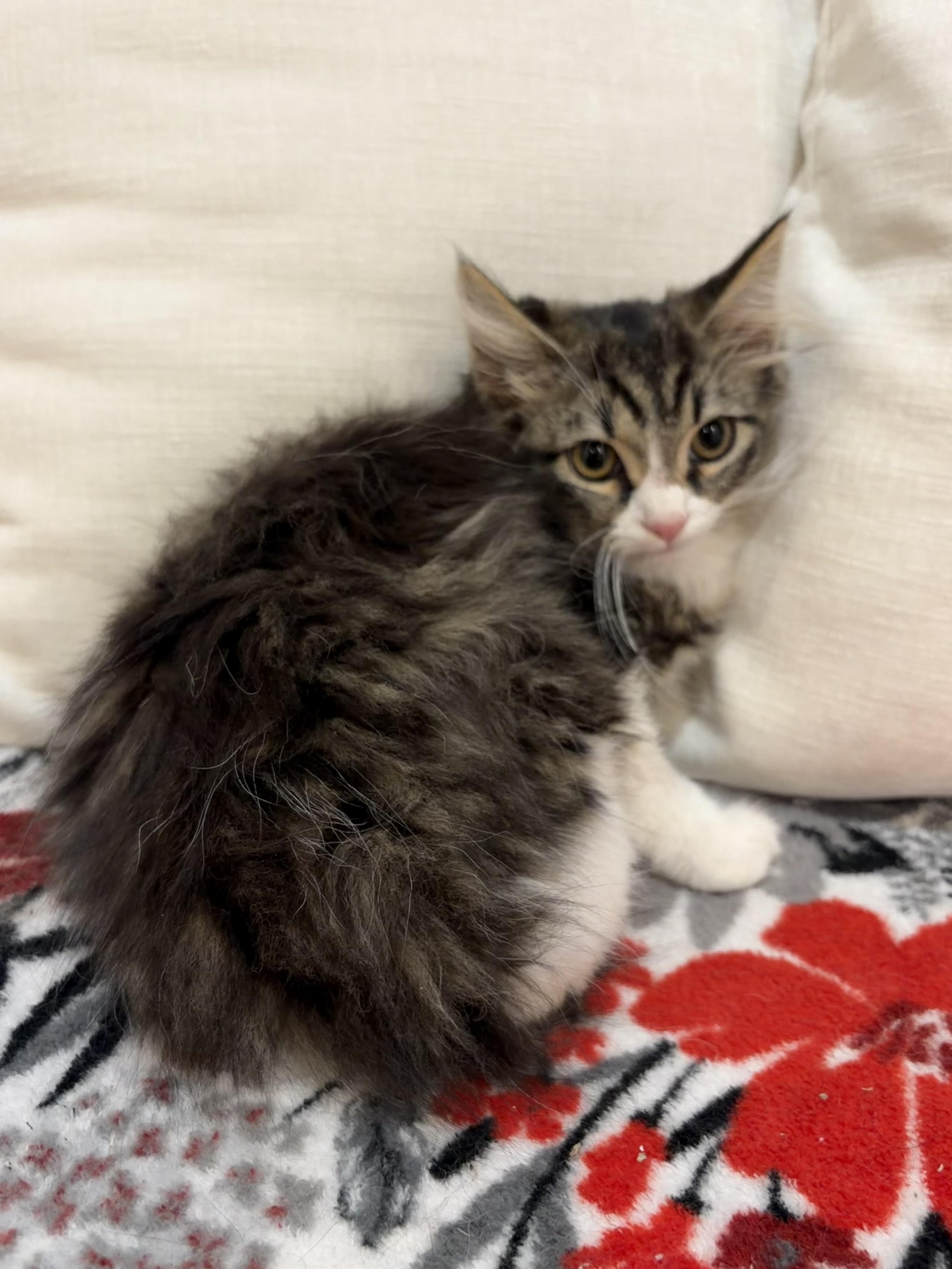 Enlarge Diamond, a Adoptable Domestic Long Hair in North Haledon, NJ image 6/6