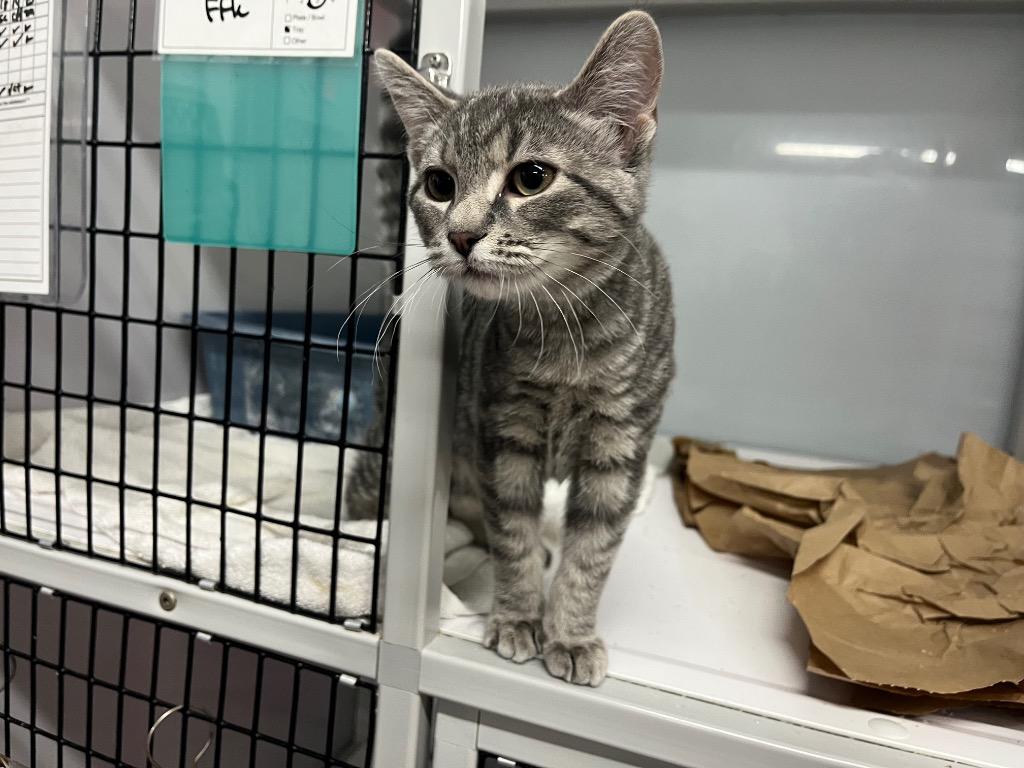 Enlarge Metamorphic, a Adoptable mixed breed in Raleigh, NC image 1/3