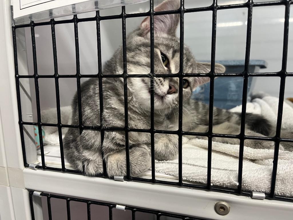 Enlarge Metamorphic, a Adoptable mixed breed in Raleigh, NC image 2/3