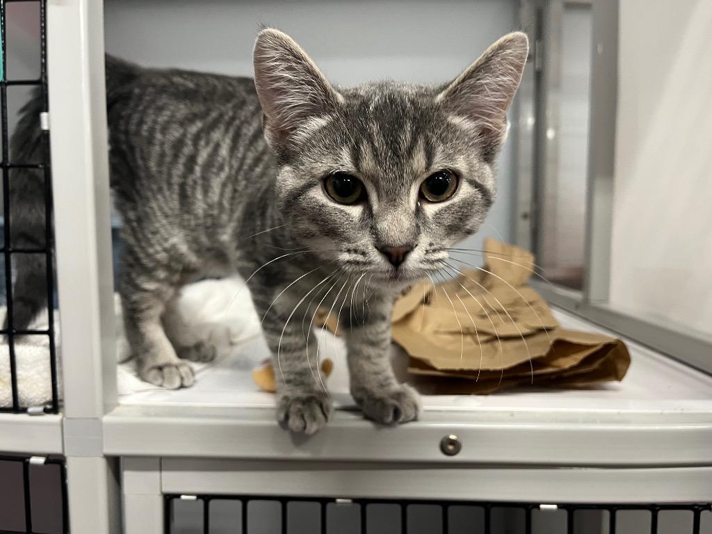 Enlarge Metamorphic, a Adoptable mixed breed in Raleigh, NC image 3/3