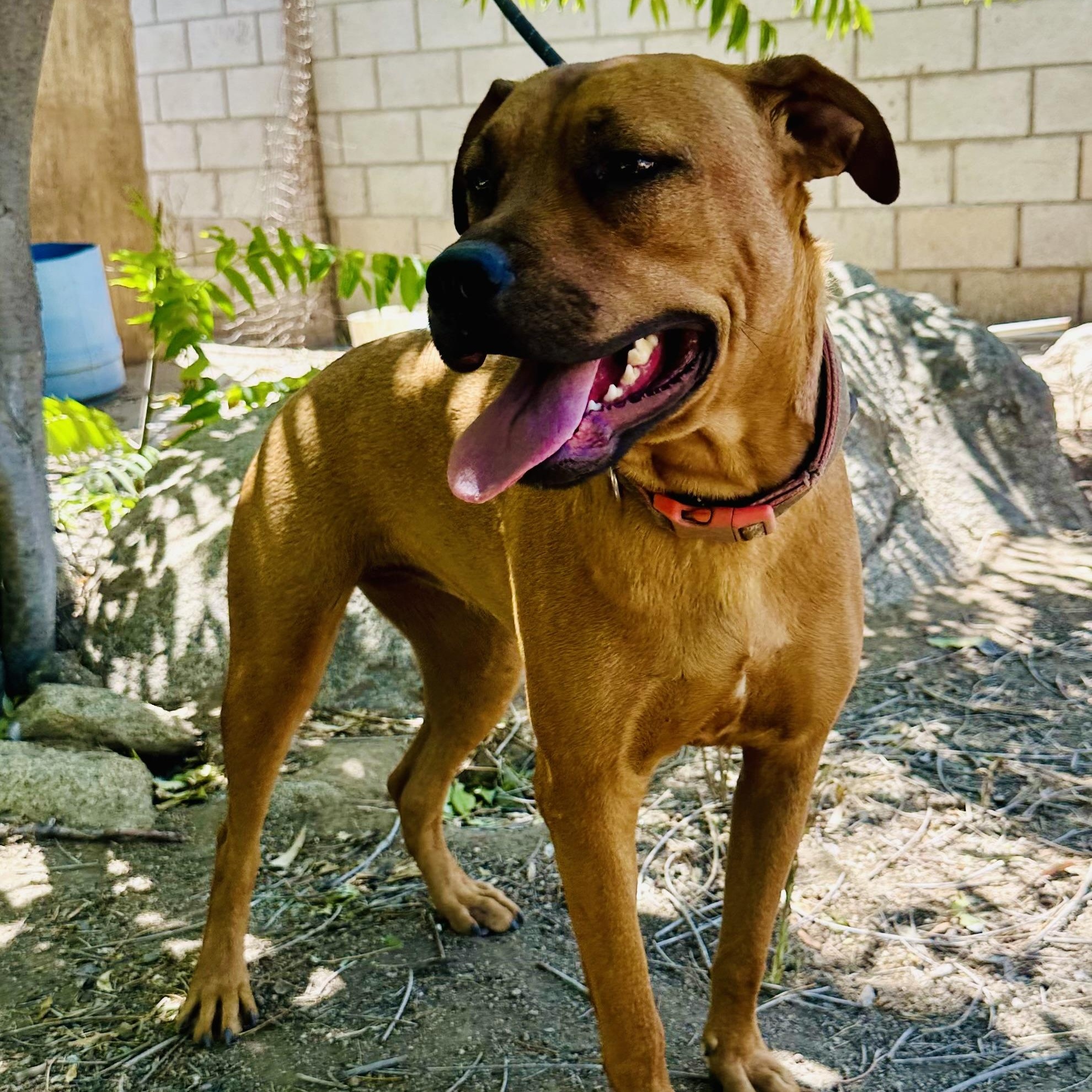 Willow~ foster or adopt, an adoptable mixed breed in Wilsonville, OR image 1/5