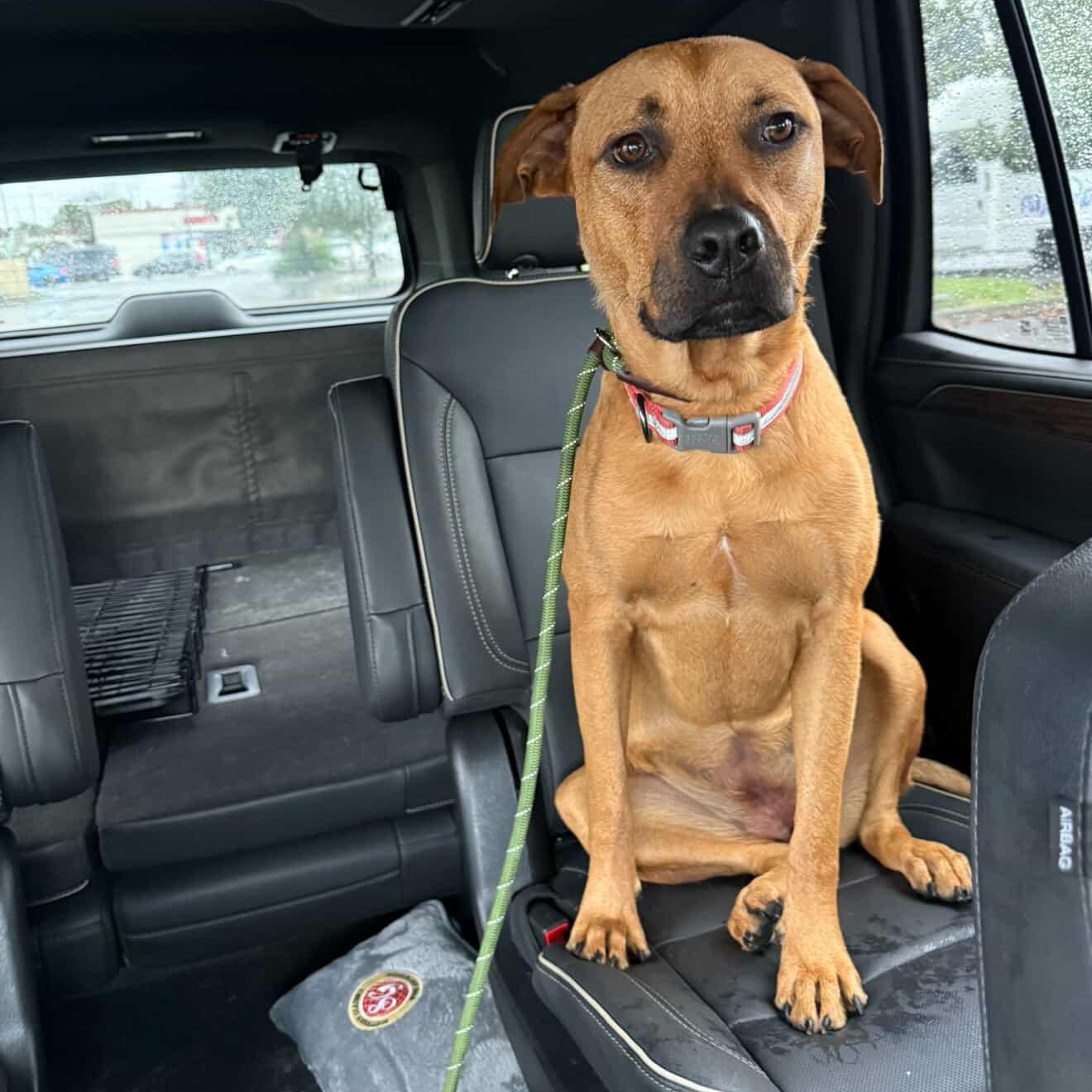 Willow~ foster or adopt, adoptable, Young Female Boxer & American Staffordshire Terrier.