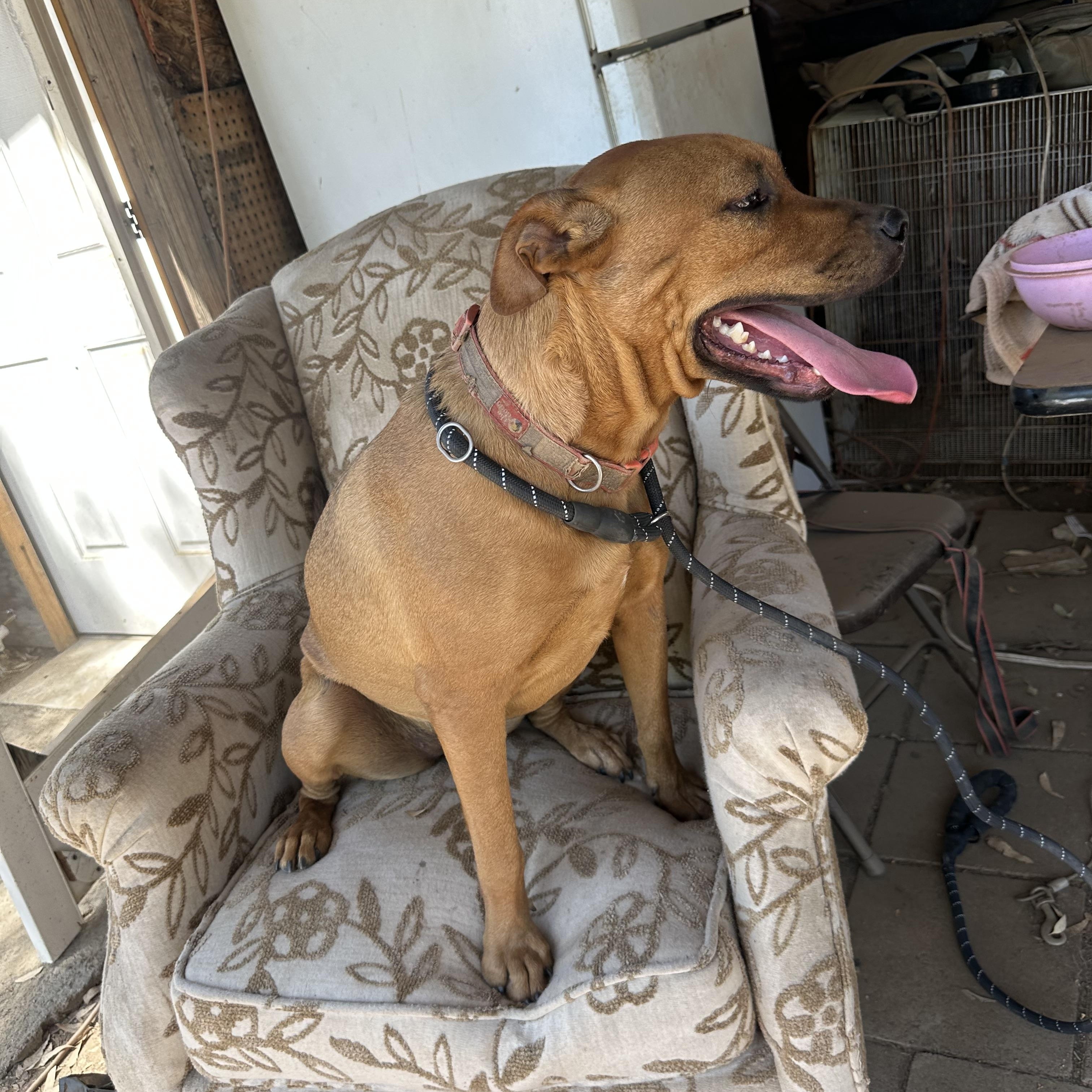 Willow~ foster or adopt, an adoptable mixed breed in Wilsonville, OR image 2/5