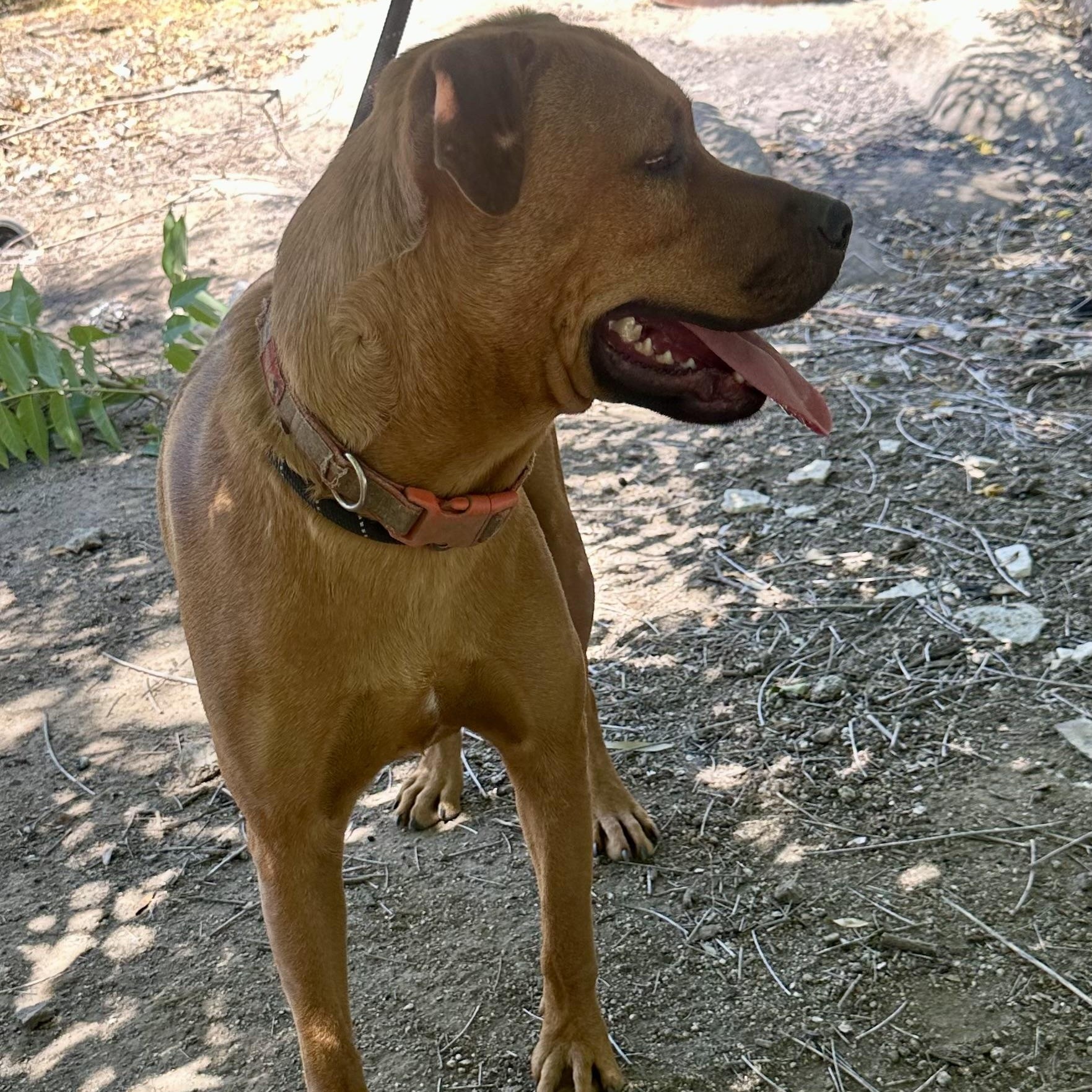 Willow~ foster or adopt, an adoptable mixed breed in Wilsonville, OR image 4/5