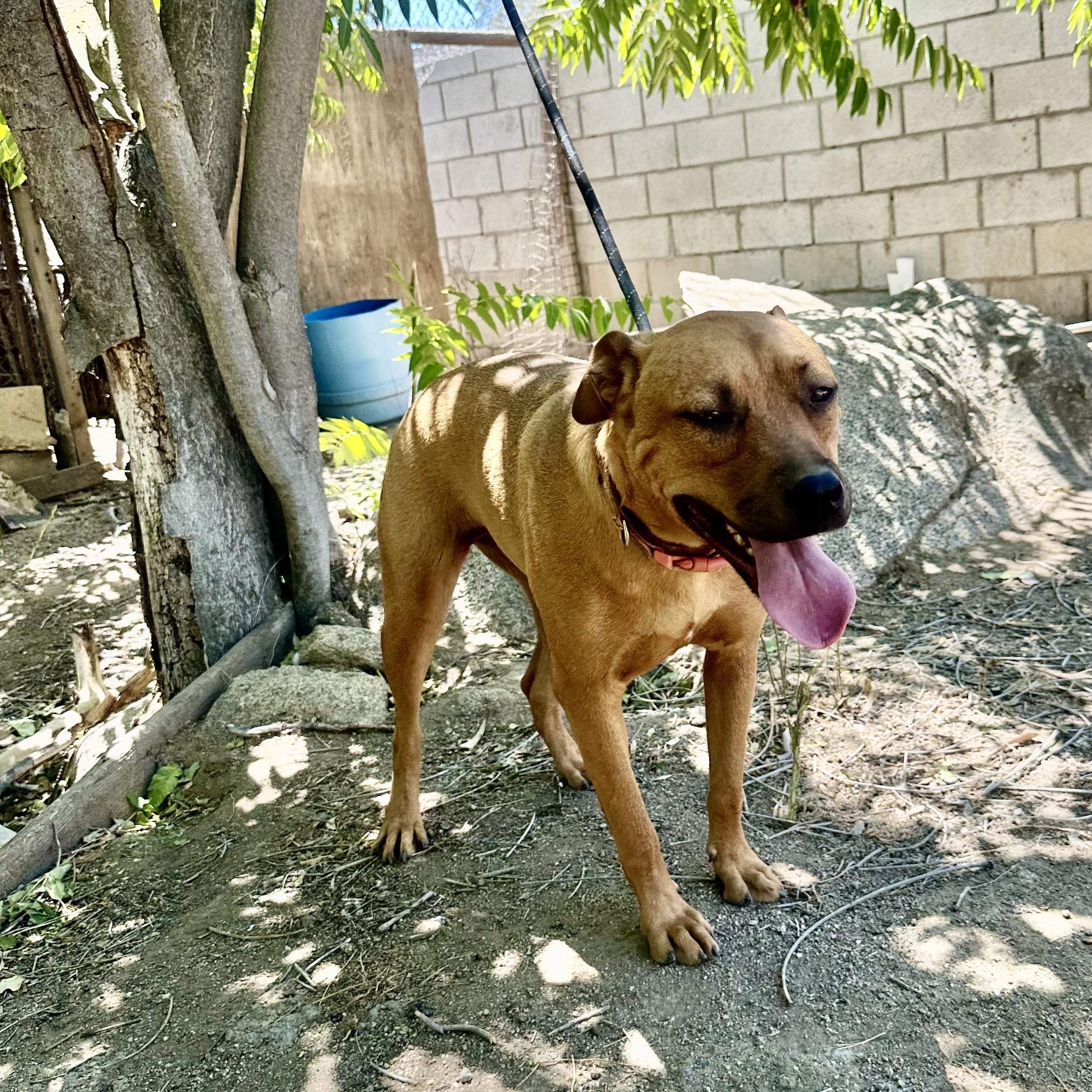 Willow~ foster or adopt, an adoptable mixed breed in Wilsonville, OR image 3/5