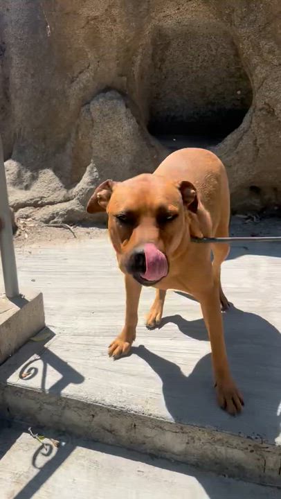 Enlarge Willow~ foster or adopt, an adoptable mixed breed in Wilsonville, OR video 5/5