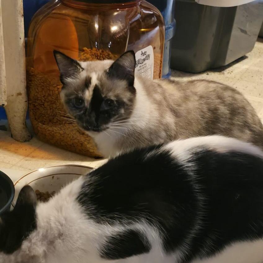 Kiki — thumbnail 2