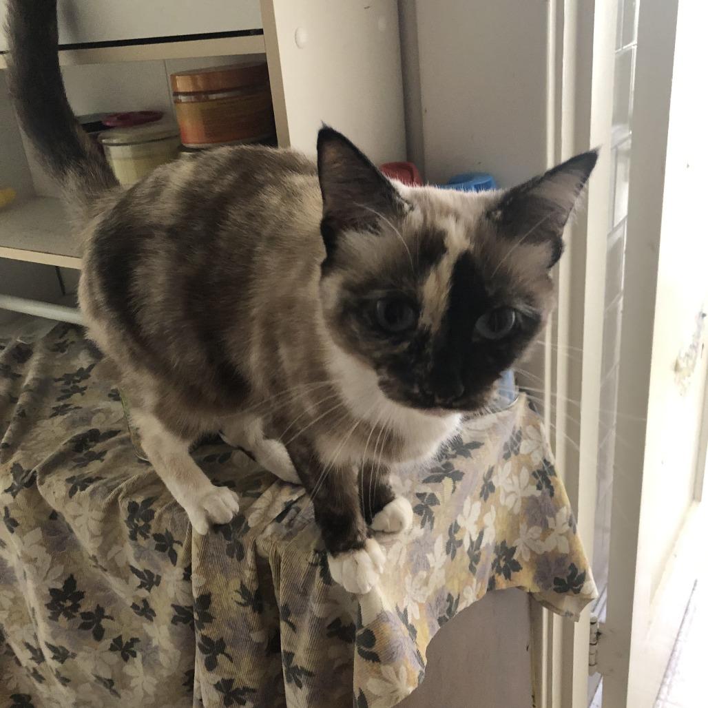 Kiki — thumbnail 3