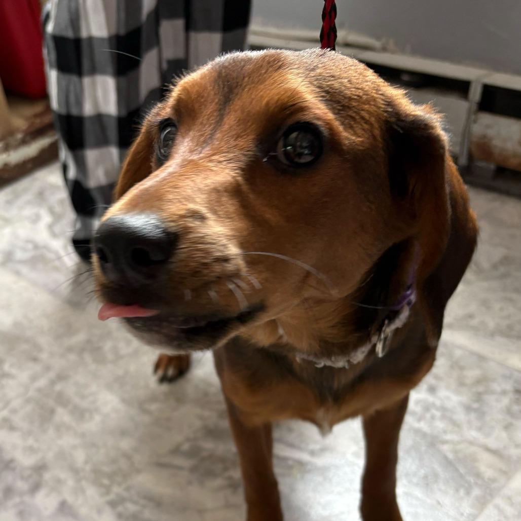 Enlarge Greta, a Adoptable mixed breed in Oak Hill, WV image 1/1