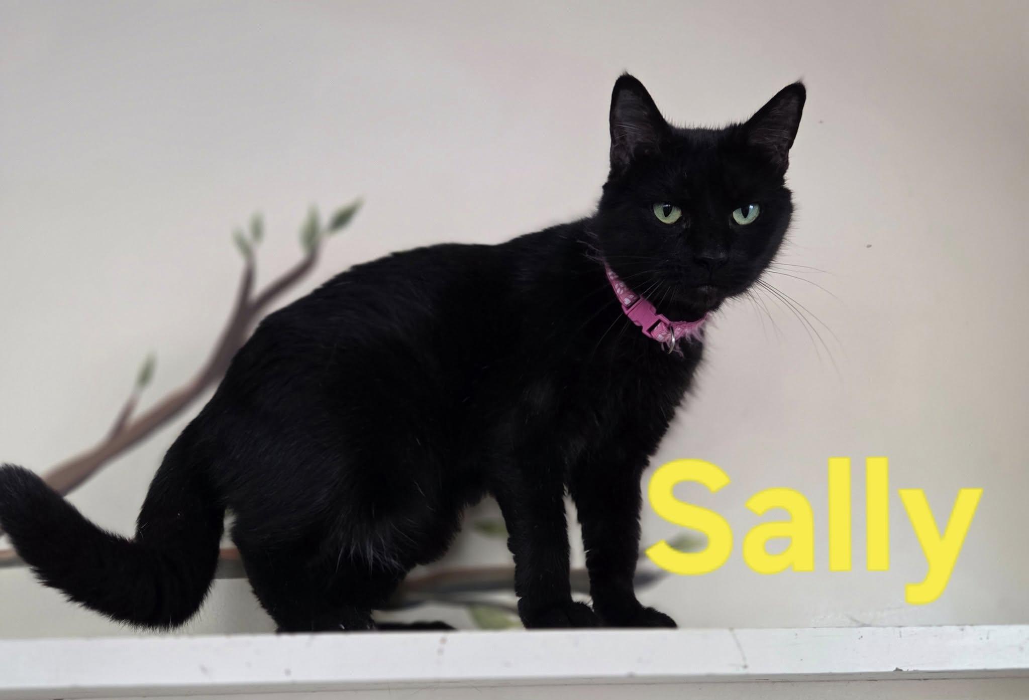 Enlarge Sally, a Adoptable Domestic Short Hair in Martinsburg, WV image 1/1