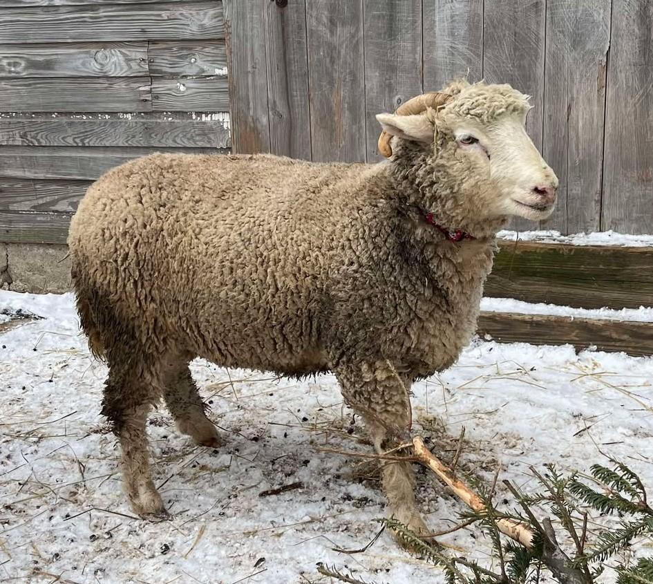 Enlarge Betty, a Adoptable Sheep in Upper Sandusky, OH image 1/1