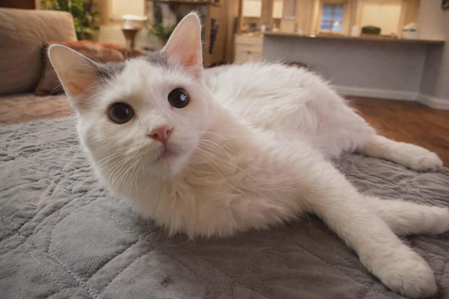 Enlarge Uno, an adopted Domestic Medium Hair in Sioux Falls, SD image 1/2