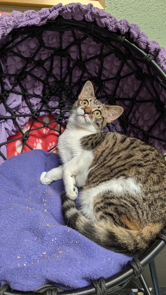 Keebler, Adoptable, Young Female Domestic Short Hair.