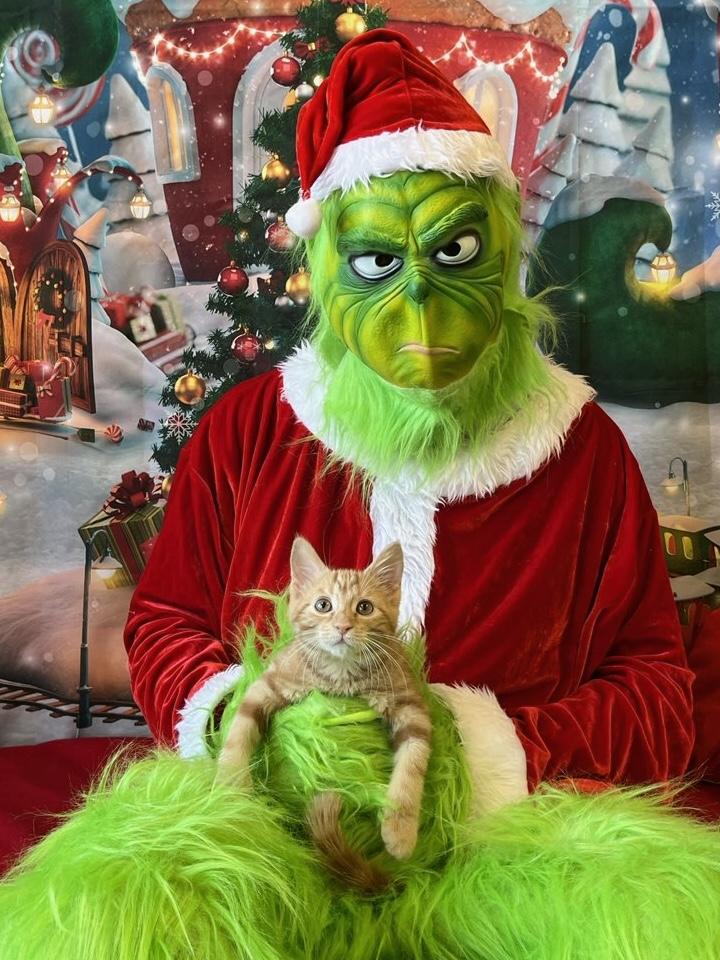 Butternut, an adopted Domestic Medium Hair in Decatur, IL image 3/6