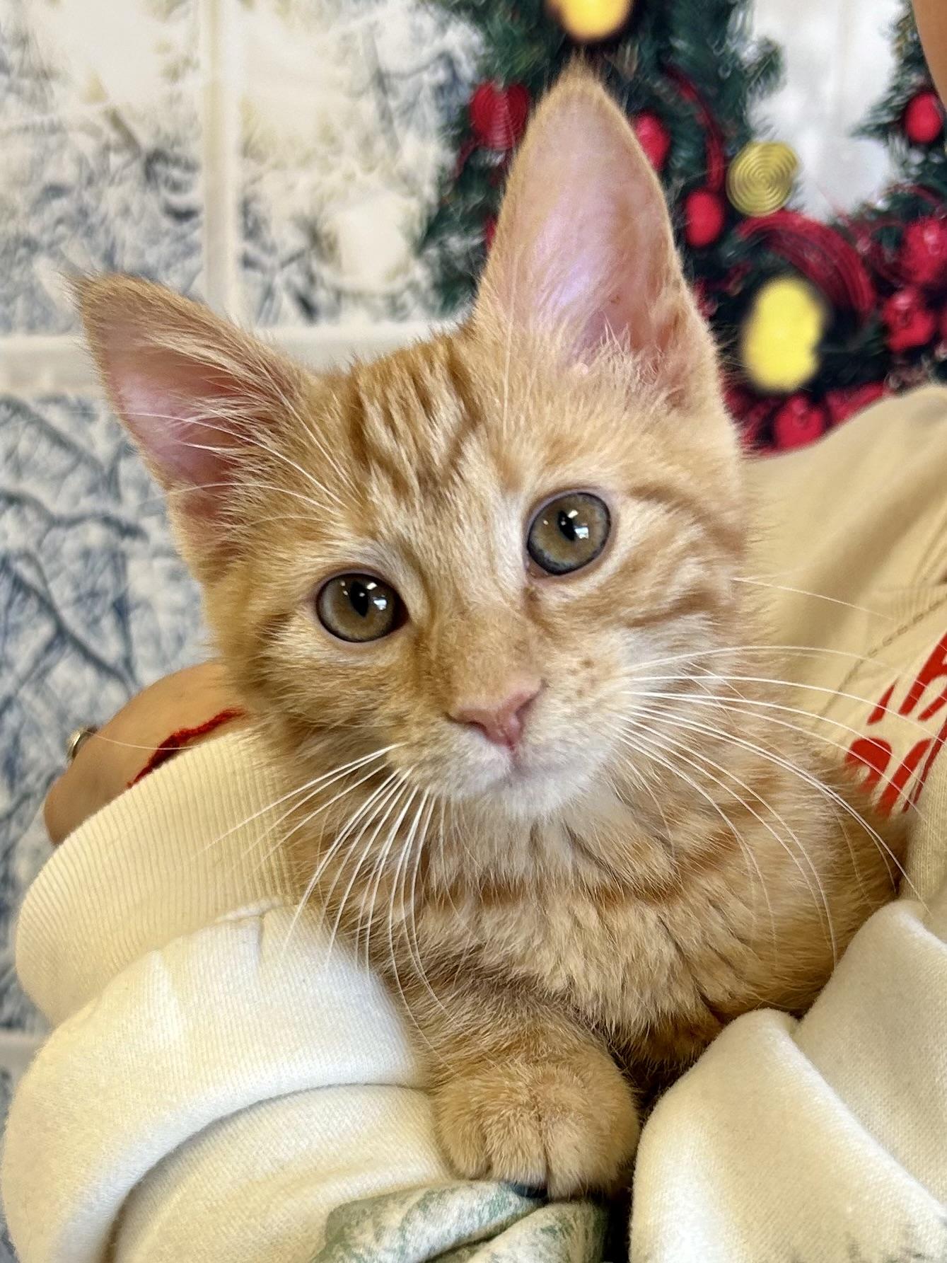 Butternut, an adopted Domestic Medium Hair in Decatur, IL image 1/6