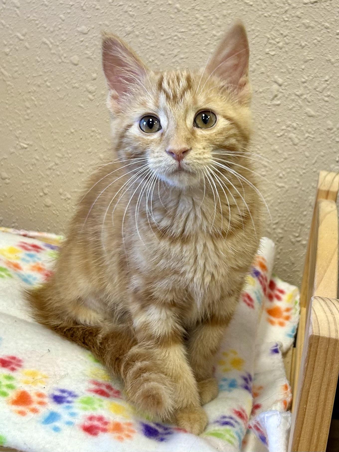Butternut, an adopted Domestic Medium Hair in Decatur, IL image 6/6