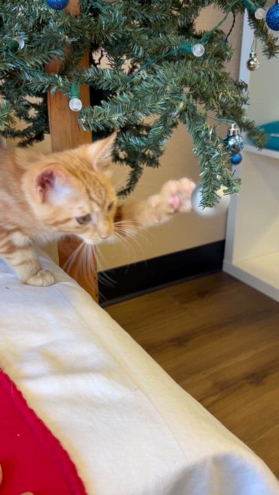 Enlarge Butternut, an adopted Domestic Medium Hair in Decatur, IL video 4/6