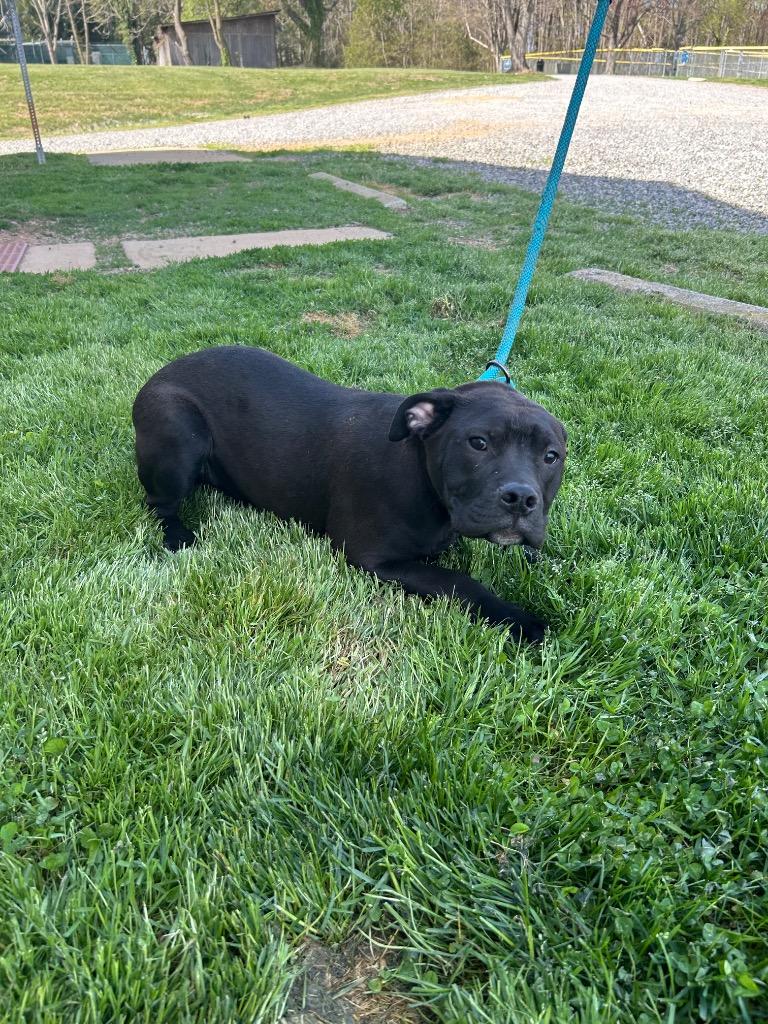 Enlarge Elly, a Adopted Pit Bull Terrier in Mineral, VA image 1/1