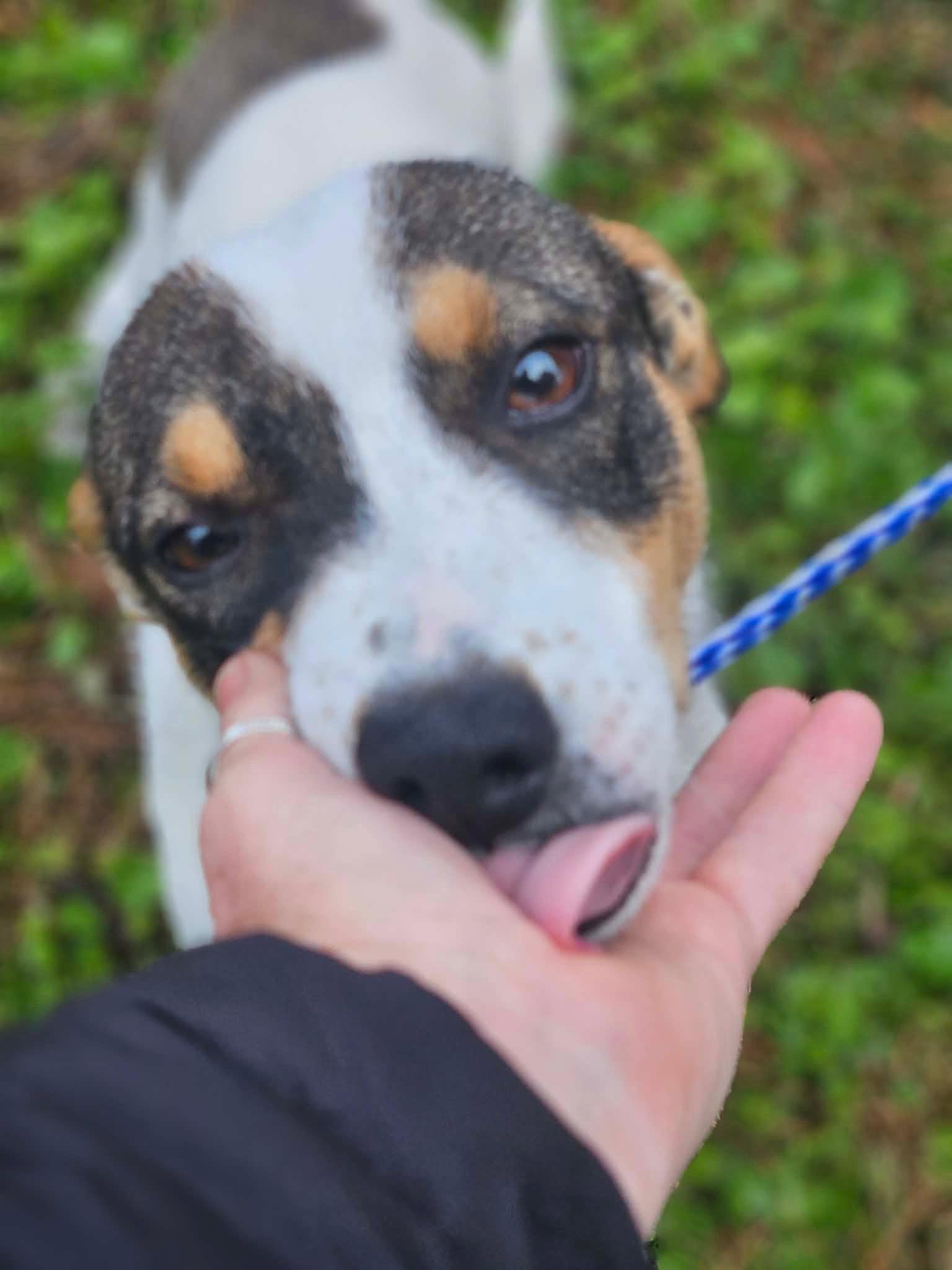 Enlarge Manook Shiba, a Adoptable mixed breed in Wakefield, RI image 2/3