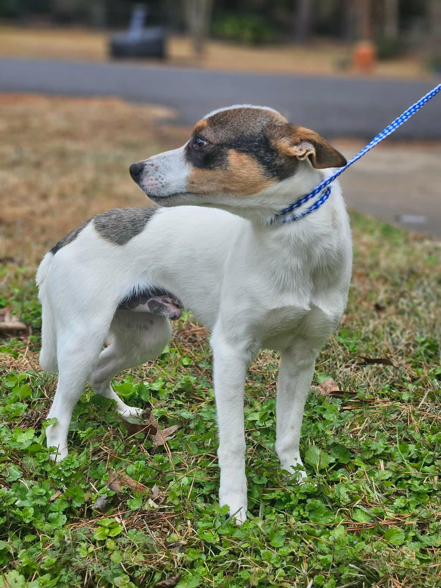 Enlarge Manook Shiba, a Adoptable mixed breed in Wakefield, RI image 3/3