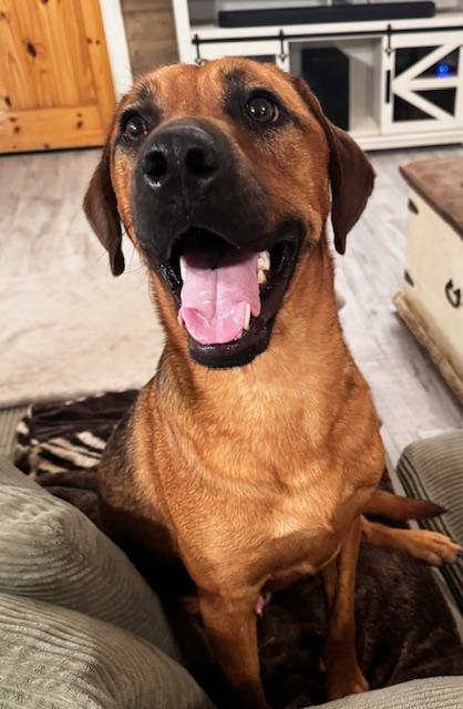 Enlarge King "Twix" Tut, a Adoptable mixed breed in Livingston, TX image 3/6