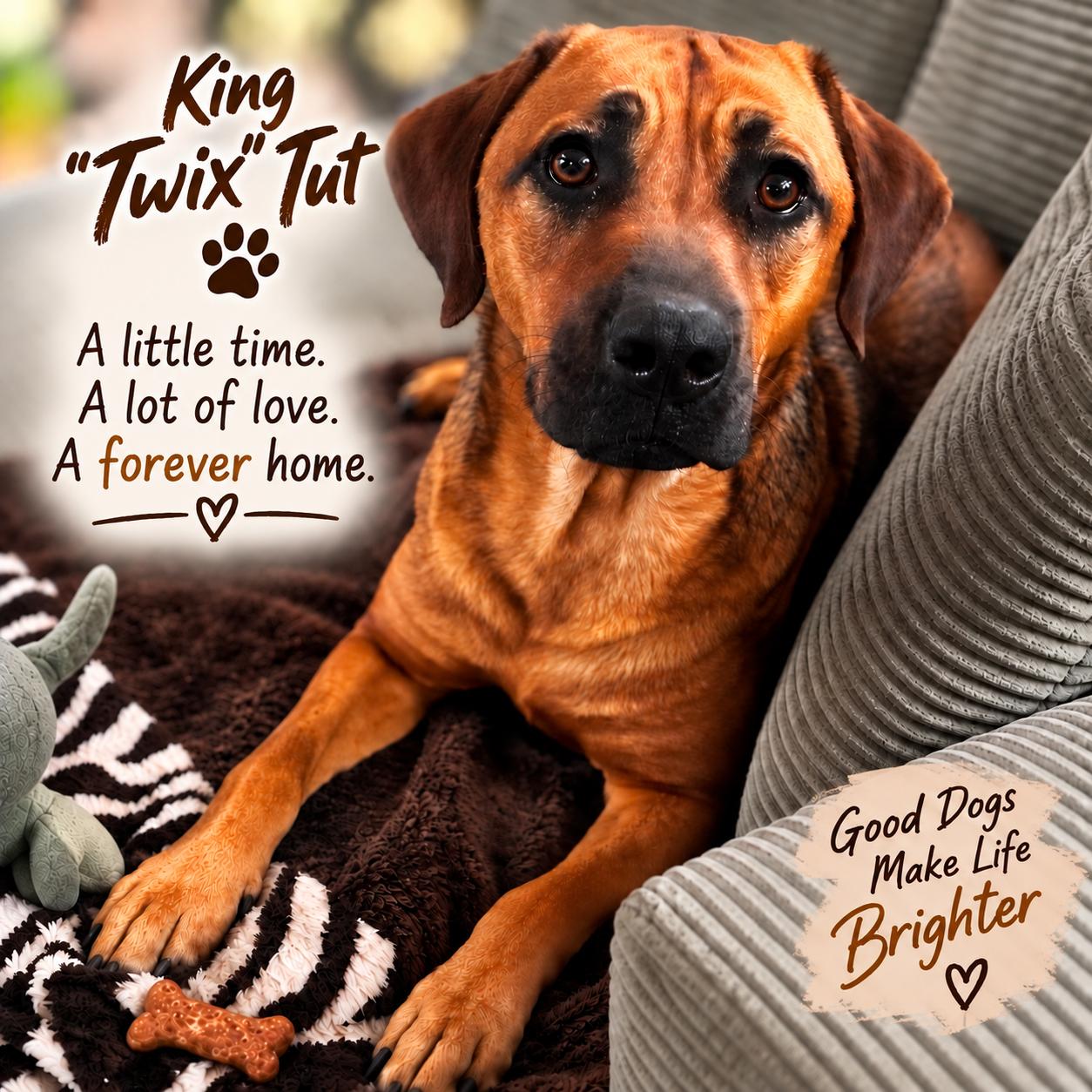 King "Twix" Tut, Adoptable, Young Male Black Mouth Cur & German Shepherd Dog.