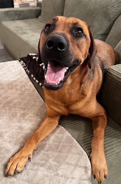Enlarge King "Twix" Tut, a Adoptable mixed breed in Livingston, TX image 2/6