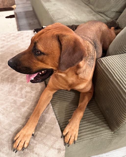 Enlarge King "Twix" Tut, a Adoptable mixed breed in Livingston, TX image 5/6
