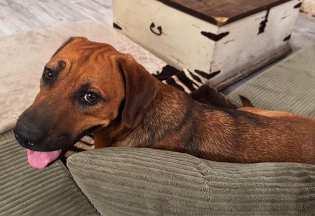 Enlarge King "Twix" Tut, a Adoptable mixed breed in Livingston, TX image 4/6
