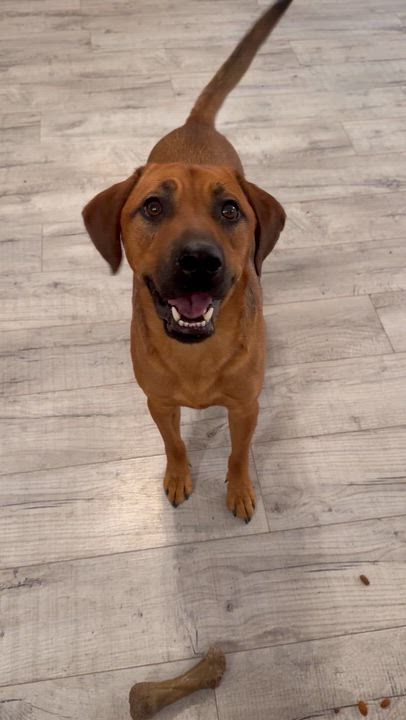 Enlarge King "Twix" Tut, a Adoptable mixed breed in Livingston, TX video 6/6