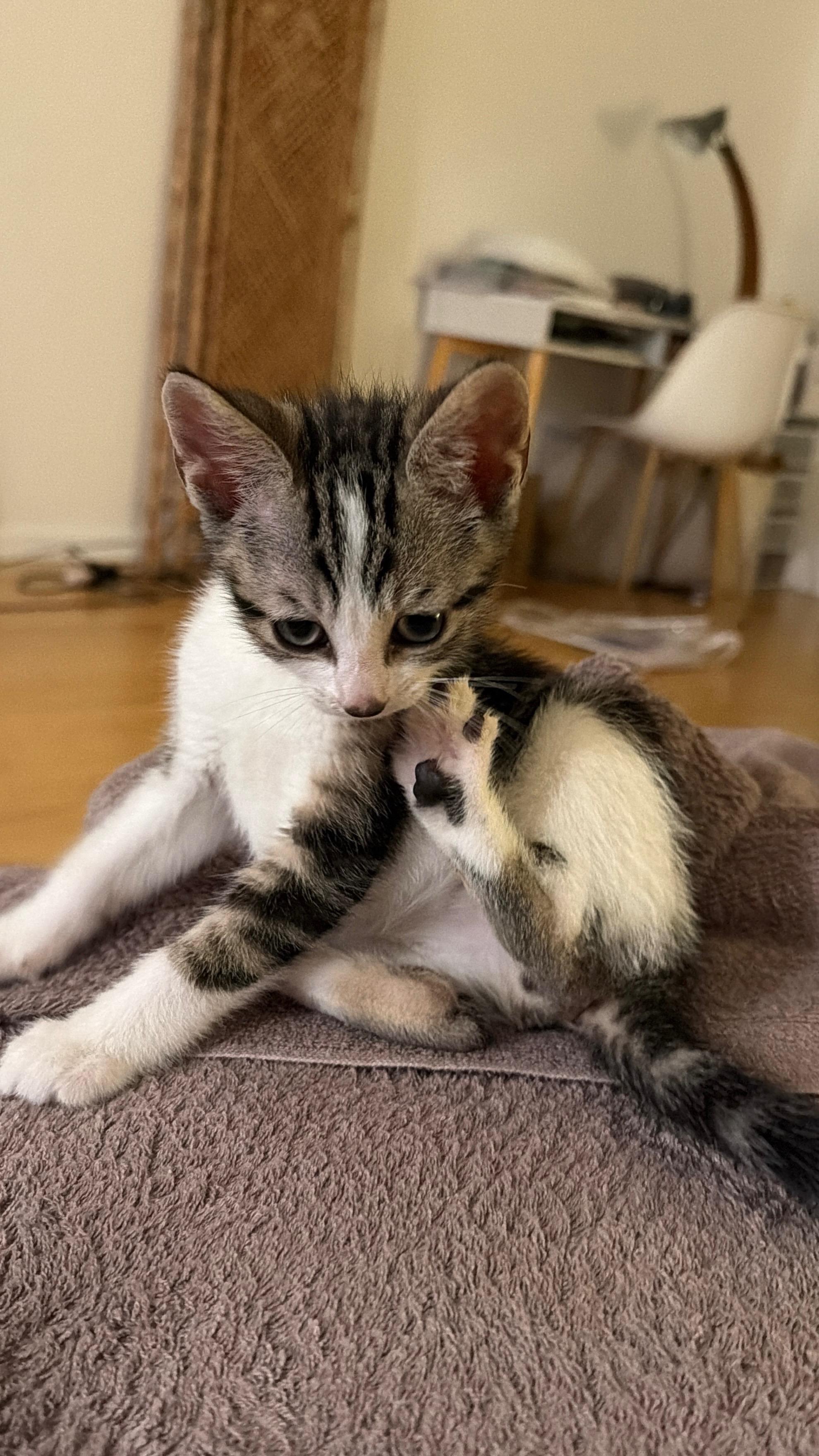 Enlarge Jollybee (Bonded to Jujube), a ADOPTABLE Domestic Short Hair in Long Island City, NY image 2/6