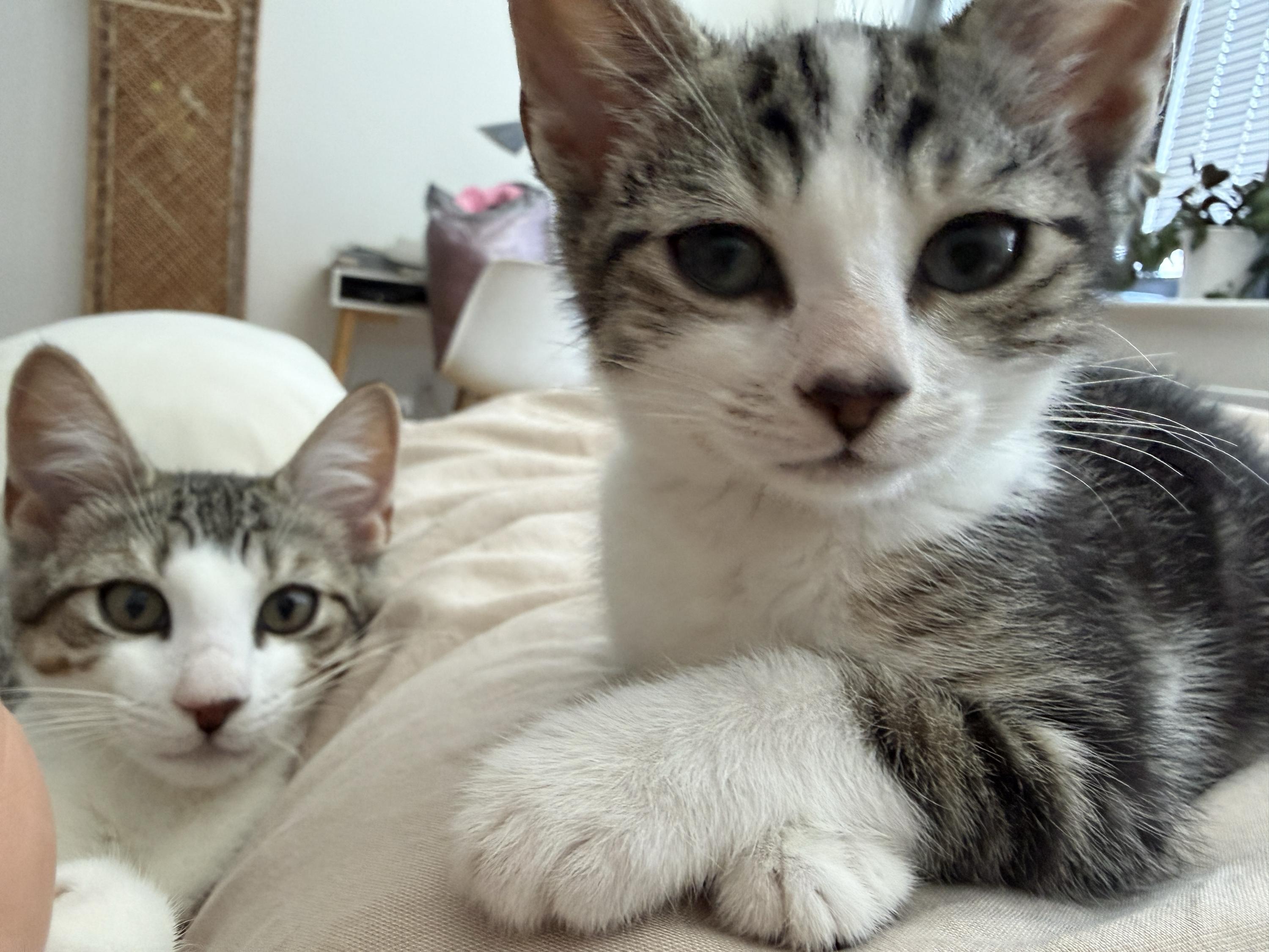 Enlarge Jollybee (Bonded to Jujube), a ADOPTABLE Domestic Short Hair in Long Island City, NY image 5/6