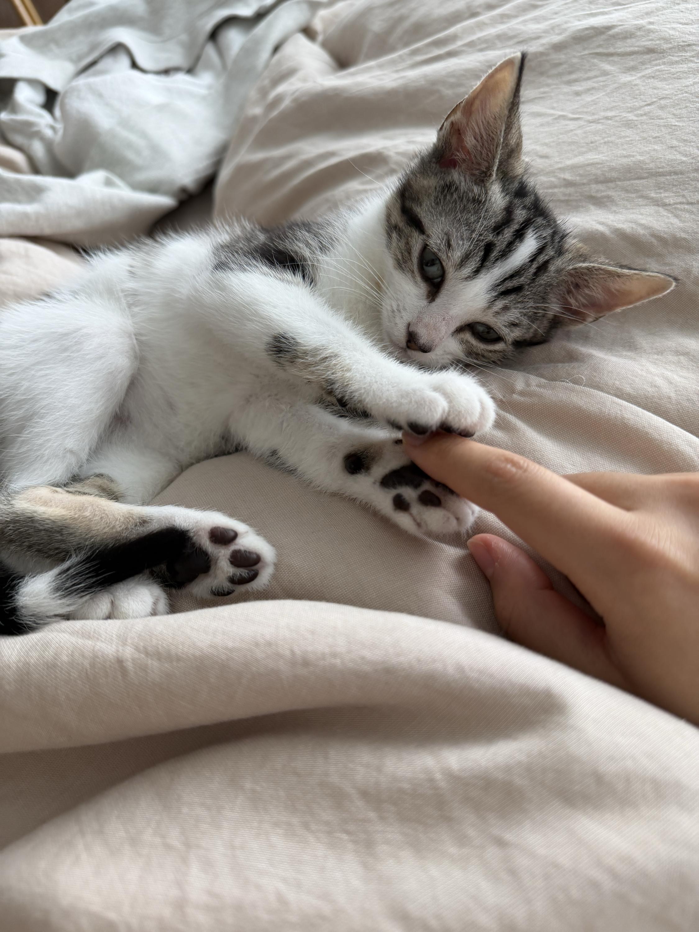 Enlarge Jollybee (Bonded to Jujube), a ADOPTABLE Domestic Short Hair in Long Island City, NY image 3/6