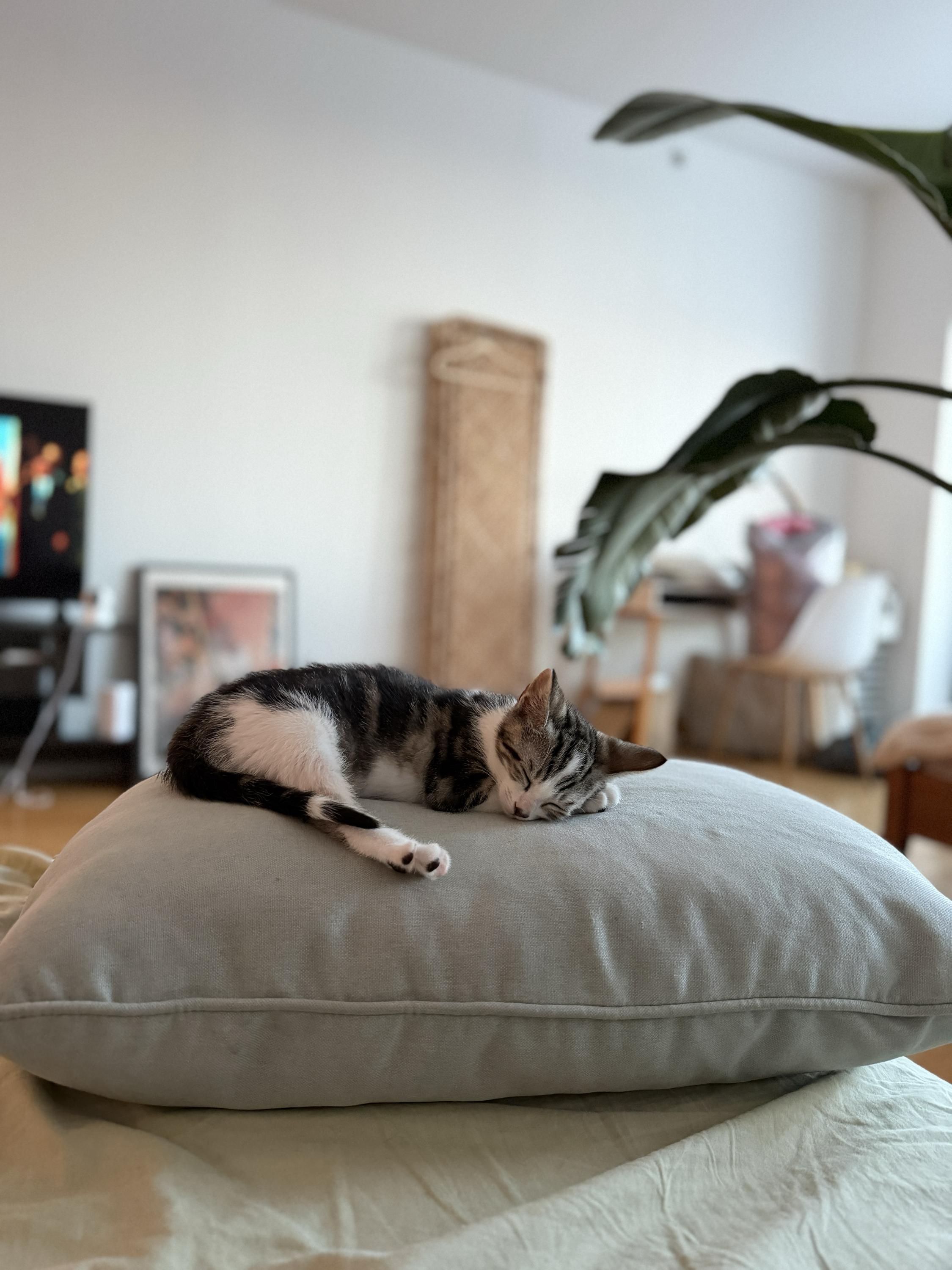 Enlarge Jollybee (Bonded to Jujube), a ADOPTABLE Domestic Short Hair in Long Island City, NY image 4/6