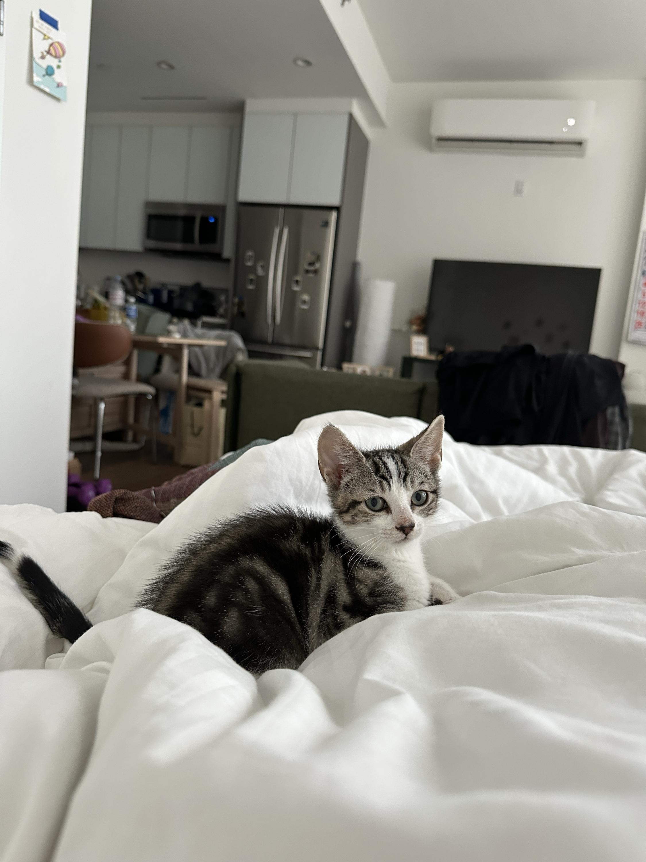 Jollybee (Bonded to Jujube), ADOPTABLE, Kitten Male Domestic Short Hair.