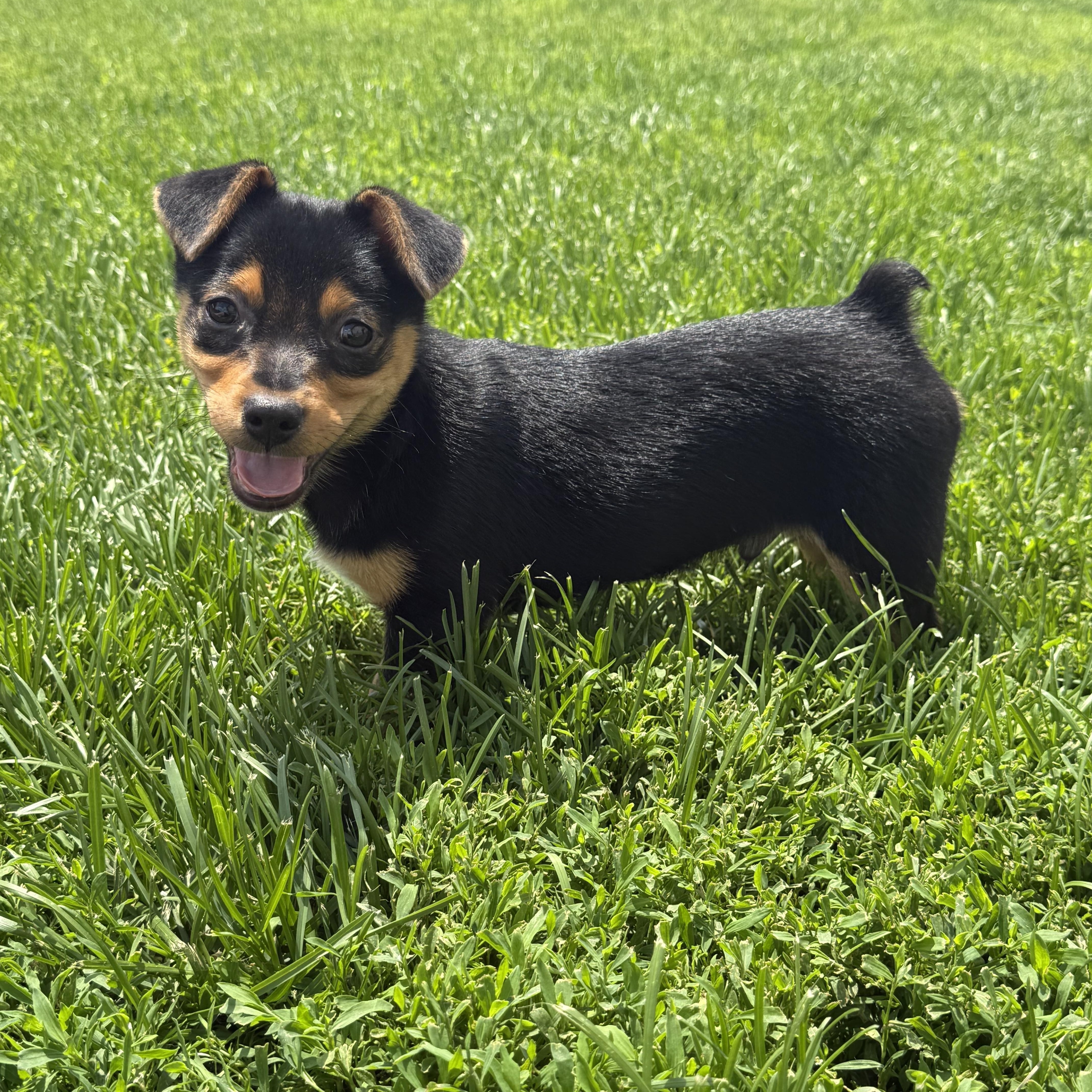 Relish, a ADOPTABLE mixed breed in Brazil, IN image 1/4