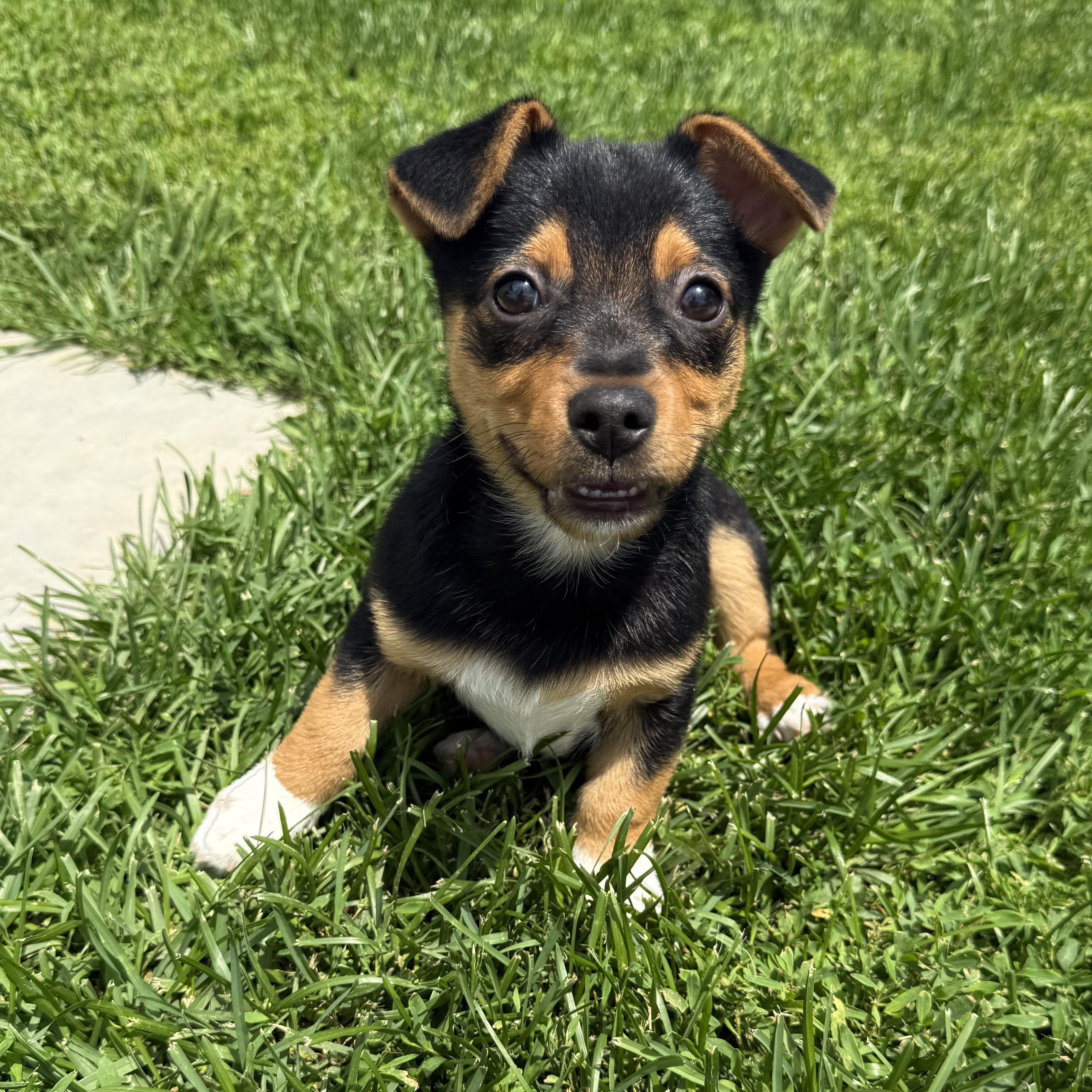 Relish, a ADOPTABLE mixed breed in Brazil, IN image 3/4