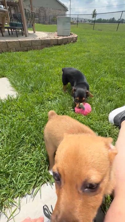 Enlarge Relish, a ADOPTABLE mixed breed in Brazil, IN video 4/4