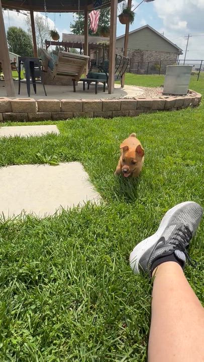 Enlarge Relish, a ADOPTABLE mixed breed in Brazil, IN video 2/4