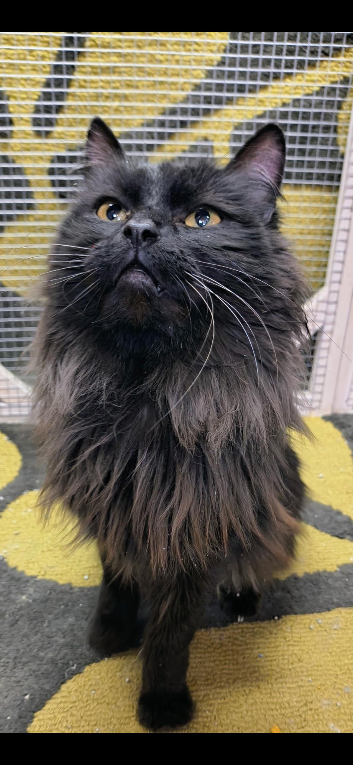 Enlarge Teddy , a ADOPTABLE mixed breed in Saint Louis, MO image 1/2