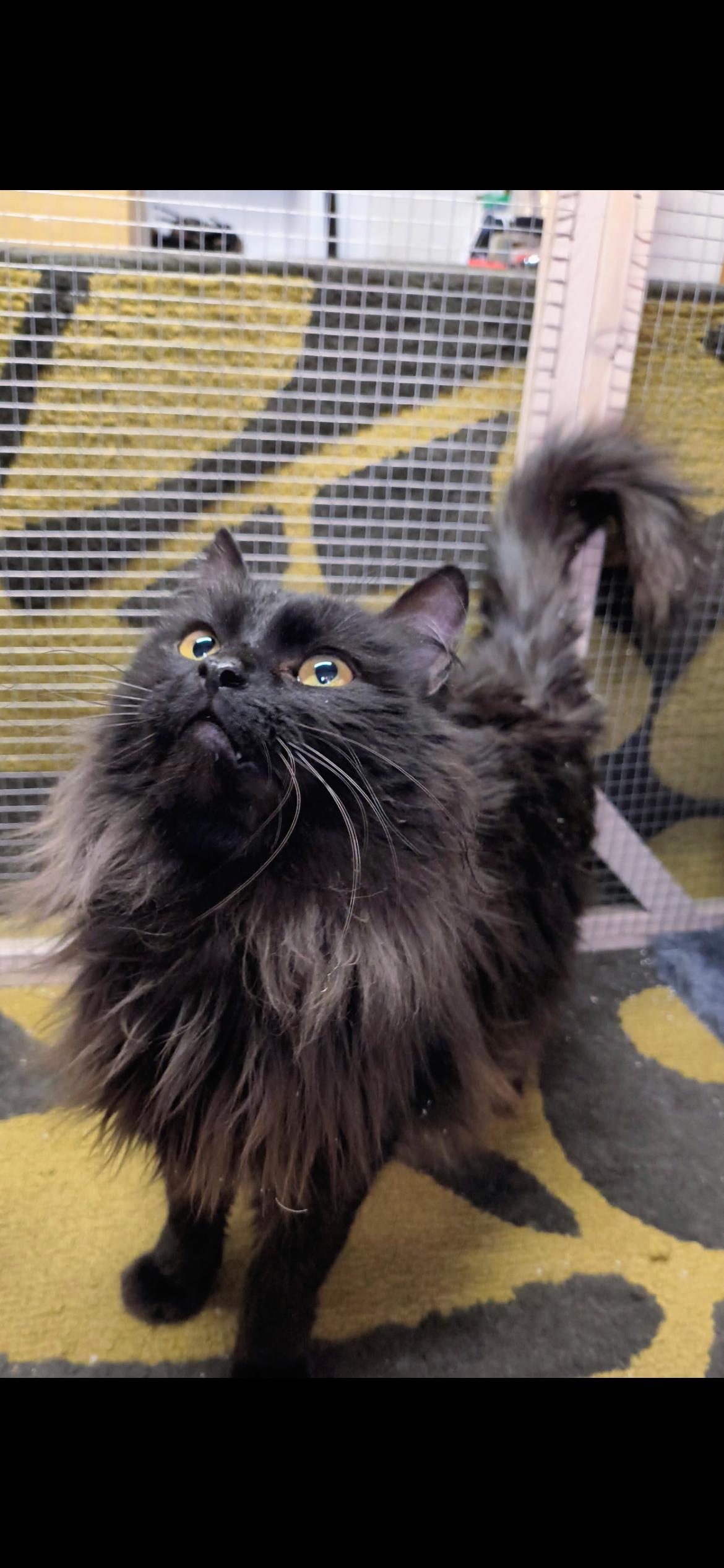 Enlarge Teddy , a ADOPTABLE mixed breed in Saint Louis, MO image 2/2