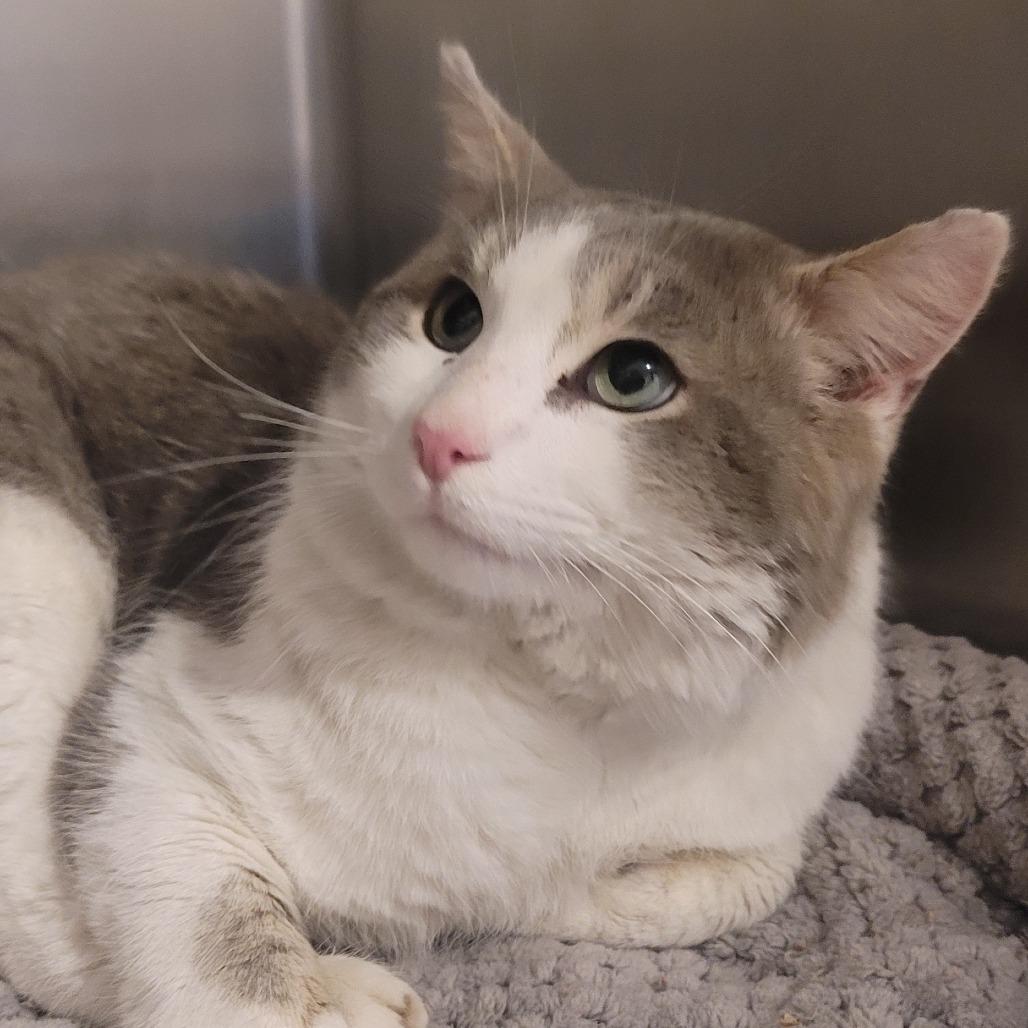 Moose, Adoptable, Adult Male Domestic Short Hair.