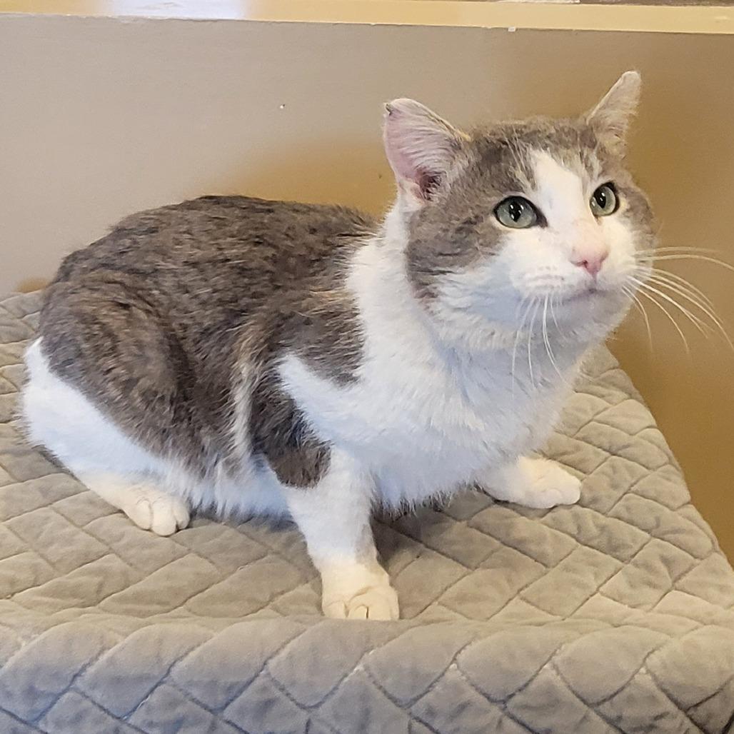 Enlarge Moose, a Adoptable Domestic Short Hair in Tipton, IN image 2/6