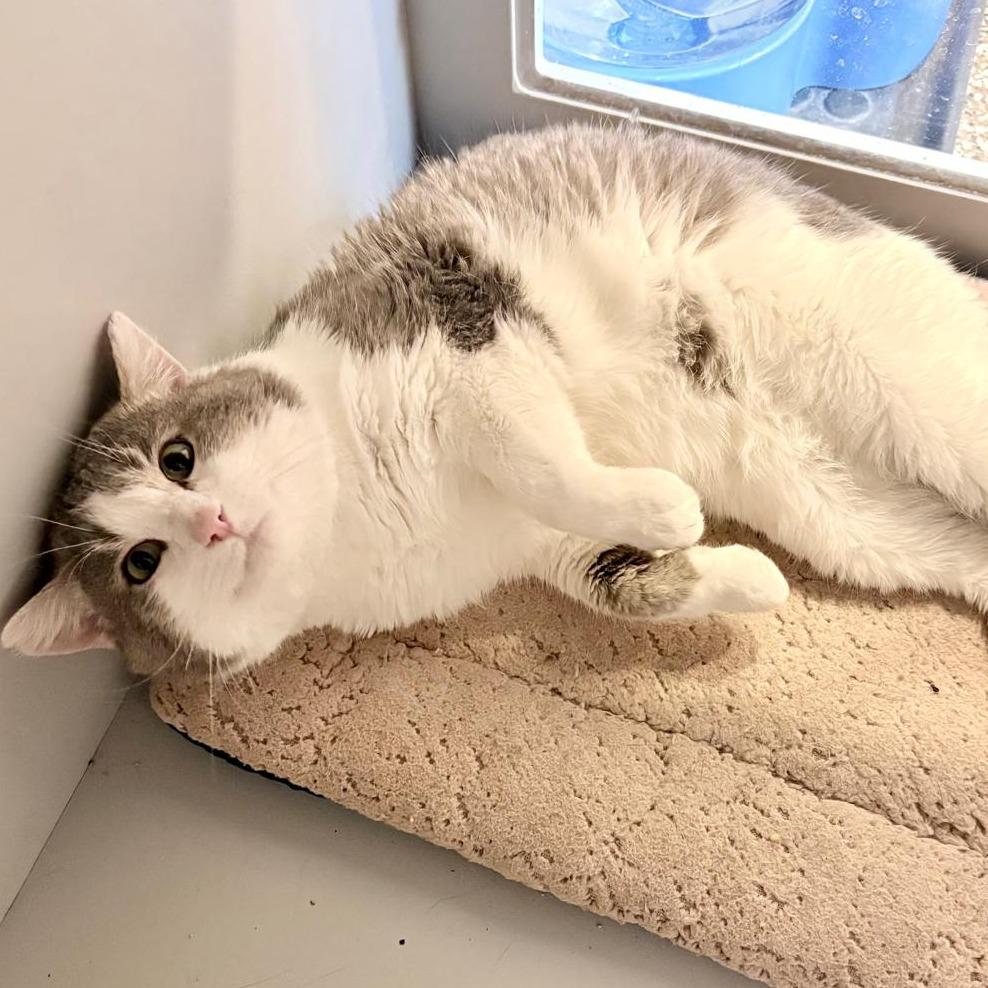 Enlarge Moose, a Adoptable Domestic Short Hair in Tipton, IN image 3/6