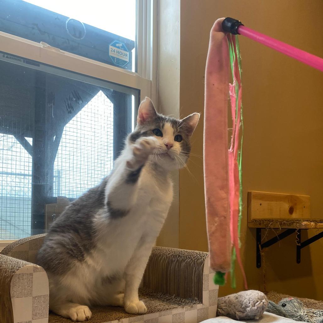 Enlarge Moose, a Adoptable Domestic Short Hair in Tipton, IN image 3/6